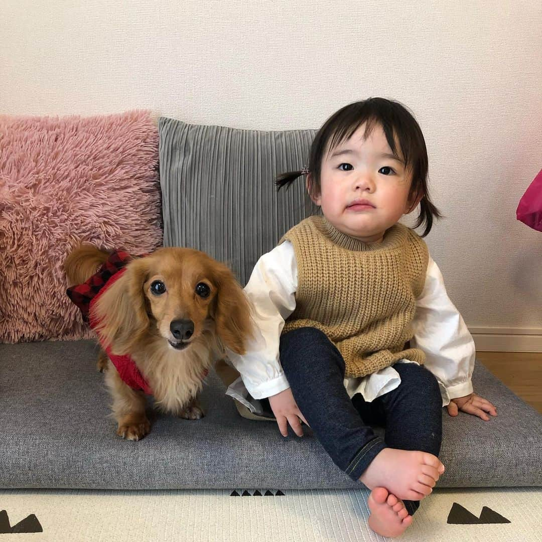 Club Soda♡さんのインスタグラム写真 - (Club Soda♡Instagram)「ソーちゃんとこっちゃん👶🏻 #ソーちゃん#ガサツgirl #ミニチュアダックスフンド #犬のいる暮らし #ソーちゃんとこっちゃん #ミニチュアダックス #ダックス#ダックスフンド #こっちゃんが寝転がったらすかさずタックル #そのうち嫌われるで😂 #どこ行っても楽しそうなソーちゃん #楽しいのソーちゃんだけ笑 #ココアの分まで遊んできたね #ソーちゃんの暴れっぷりにあられとくるみドン引きしてた😂」2月12日 20時51分 - kumi.s66