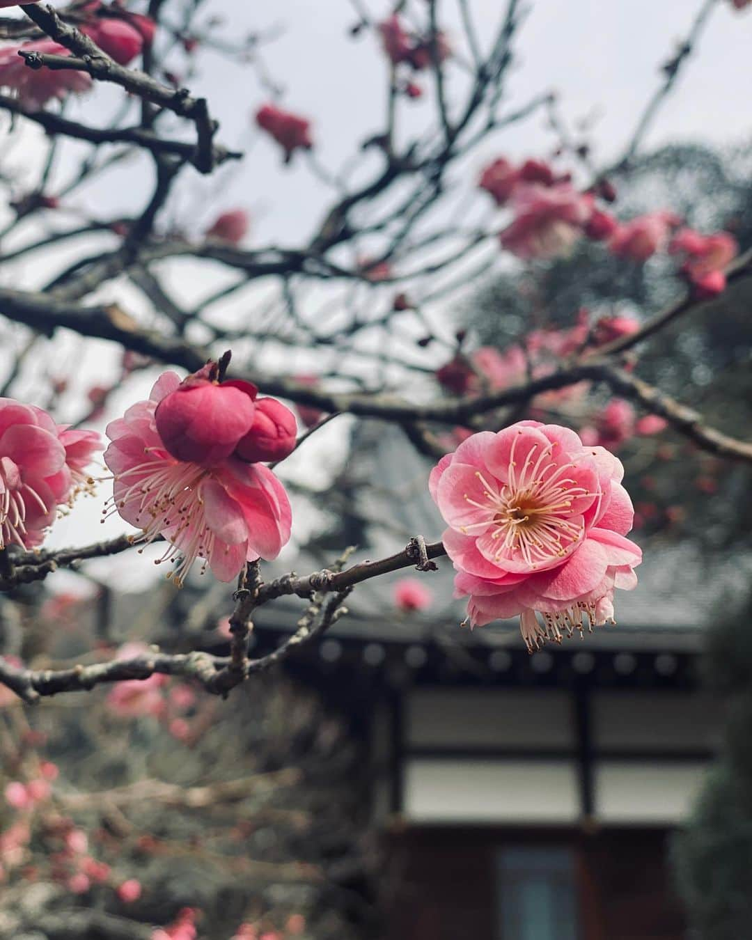 Hiroe Hiranoさんのインスタグラム写真 - (Hiroe HiranoInstagram)「【SPRING HAS COME 🌸﻿】 今日のよき日に、#北鎌倉 へ参拝。 夫婦の思い出の地でもありますが、﻿ 明日はおばあちゃんの49日。﻿ また新月🌙や旧正月も重なり。﻿ ﻿ ﻿ 年末年始はなんだか休息モードでしたが、、、。 2月に入り、なんじゃーとびっくりするような ﻿新たな出会いが増えたり。﻿ 嬉しいオファーいただいたり🌈﻿ ﻿ また、私と旦那の夢でもあったビジョンが形に。 今年、夢がひとつ叶いそうです❤️﻿ ﻿ ﻿ 年々、引き寄せ度が高くなっていると話してた昨今。 これにはある種の法則が﻿あることに気づいた。﻿ ﻿ その一つが当たり前なシンプルなこと。﻿  先にあるビジョンを描いて、 ﻿思考と心に尋ねながら、　　﻿ ひとつひとつ行動に起こし、 大切に縁の繋がりを作ることが﻿ この現実につながったなと💎﻿  ビジョンをセットアップしたら、 時が満ちた時に現実としてやってくる。 ﻿ ﻿ 他にも色々ある今年。﻿ 面白くなりそうだぞ☺️ ﻿ワクワク🌳🌳🌳﻿ ﻿ #天国で大好きなおじいちゃんとしあわせに💓﻿ #自然が生み出した素材のテクスチャーがいろいろ気になる﻿ #日本文化に触れる　#japaneseculture #kitakamakura #springhascome 🌸　 #ここのデニムがお気に入り #児島デニム　#setouchi  @itonami_jp @denimhostelfloat」2月12日 20時44分 - hiroe_hirano