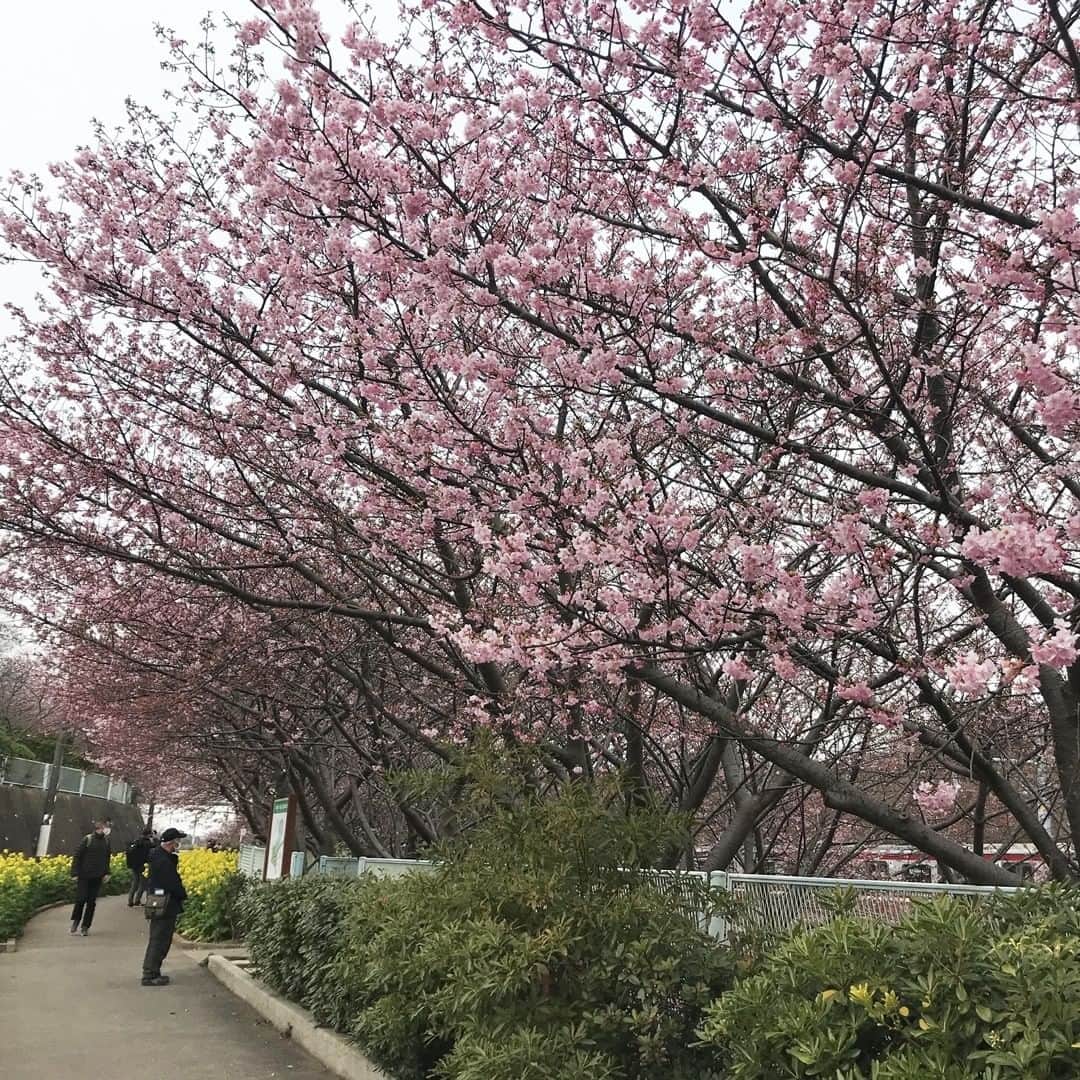 【公式】オーシャンリゾートホテル マホロバ・マインズ三浦さんのインスタグラム写真 - (【公式】オーシャンリゾートホテル マホロバ・マインズ三浦Instagram)「. 三浦海岸の河津桜は 現在こんな感じ。 全体的には2～3分咲きで、 桜並木の一部では5分咲き くらいになってます🌸  #桜まつり #kawazuzakura #河津桜 #桜 #お花見 #さくら #河津桜🌸 #桜が好き #開花状況 #菜の花 #桜が好きな人と繋がりたい #gotoトラベル #なのはな #京急線 #sakura #小松ヶ池 #京急線の旅 #みさきまぐろきっぷ #鳥のさえずり #京急線 #桜の季節 #神奈川観光 #京急 #三浦 #マホロバ #三浦半島 #maholovaminds #マホロバマインズ #三浦海岸 #マホロバマインズ三浦」2月12日 21時00分 - maholova_minds_miura