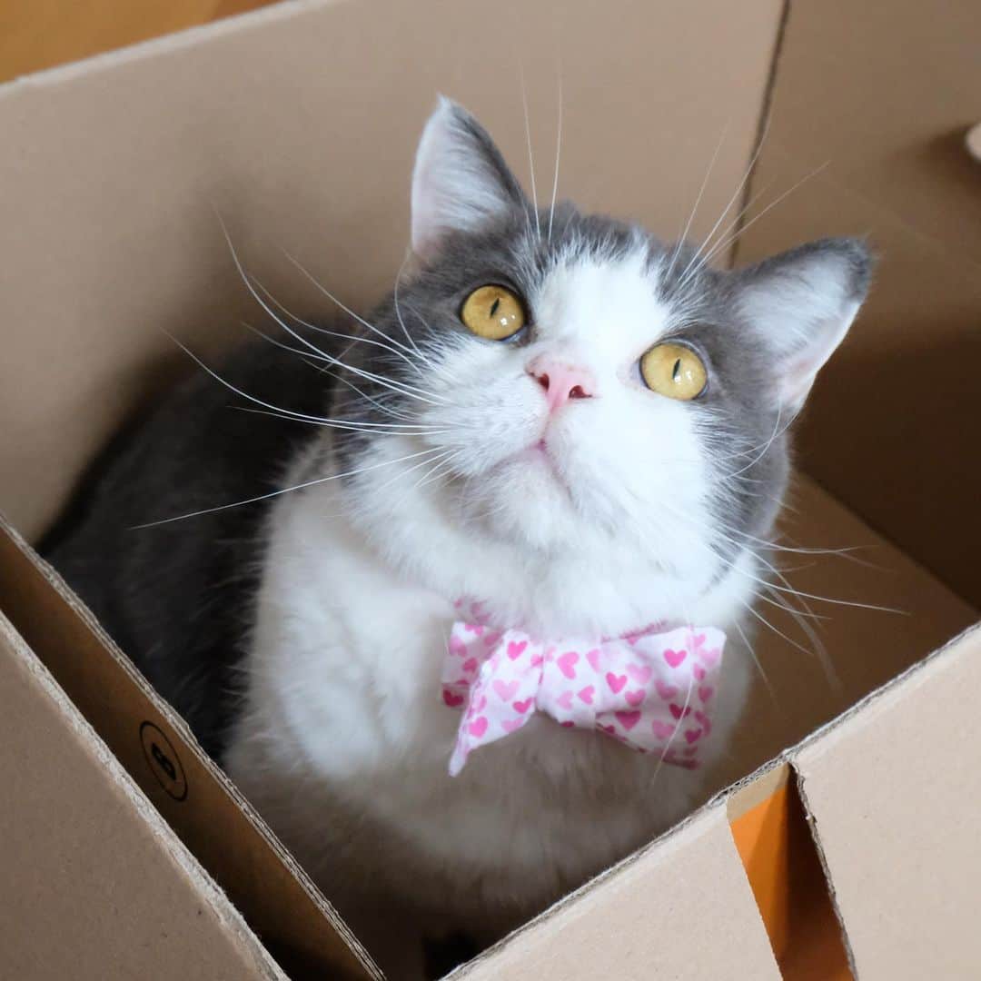 catinberlinのインスタグラム：「Yes, I’m a collector. 📦❤️ And you? Do you love boxes as much as I do?! 🙀 www.catinberlin.com」