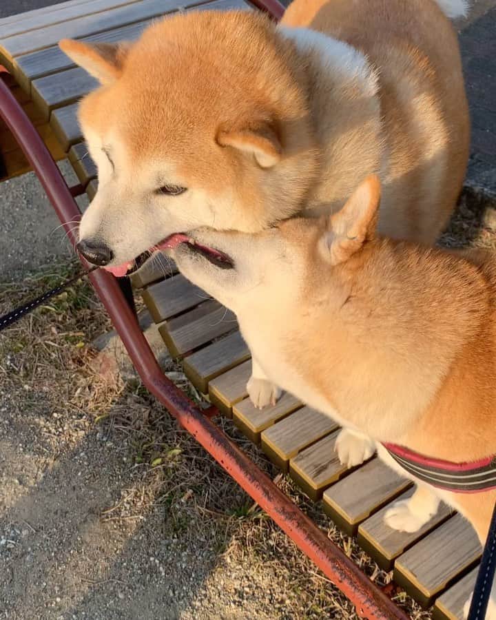shibainu berryのインスタグラム