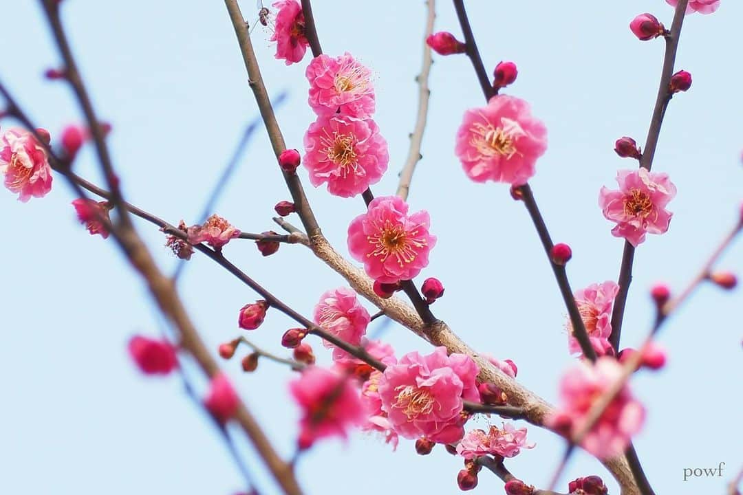 anemone_69のインスタグラム：「✿ #ume #紅梅 #梅 . . .」