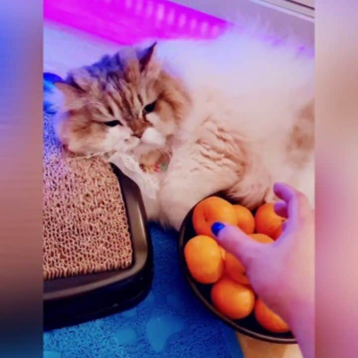 Kenshin & Chloeyのインスタグラム：「😒dont touch my lucky  #kiatkiat  fruits! 😡😅😆 #catnotsharing#catsofinstagram」