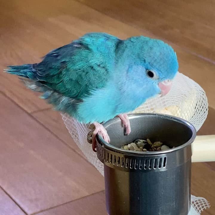 minminのインスタグラム：「𐄢🐦🐶𐄢  ずーっとカーテンの紐を カミカミするので😭Amazonで おもちゃを購入してみました✨  ちょっと大きい🐦さん用みたいでしたが カーテンで遊ばれるよりいいかな？😅  昨日少し体重が軽いかもと 言われたのでオヤツもあげましたが 殻を散らかし放題でした😂  沢山あそんで食べたあとは疲れて爆睡💤 まだまだ赤ちゃんです😂  今晩はグレー爺が🐦に遠慮してる 姿を見て可哀想になってしまい いつもは乗らせないダイニングの椅子の上に。  オヤツをあげてみましたが 今までテーブルの上のものはダメ🙅‍♀️って 言われてきたのになんで良いの？と 不思議そうな顔してました😂💦  #鳥#鳥との暮らし#インコ#インコスタグラム #マメルリハ#マメルリハインコ#爺ワンズ#トイプードル#グレープードル#老犬との暮らし」