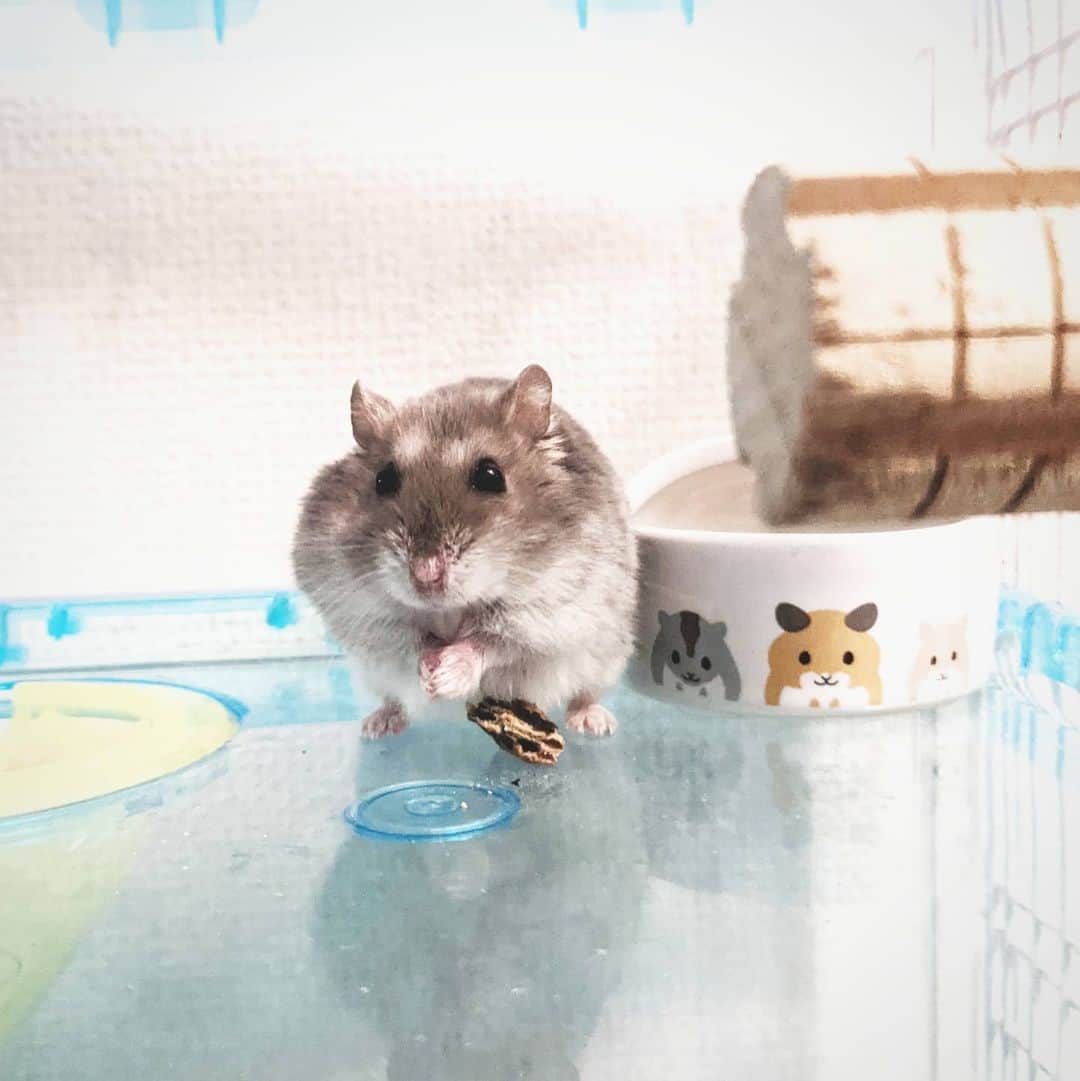 磯部正文のインスタグラム：「Give me cheese(for hamsters)」