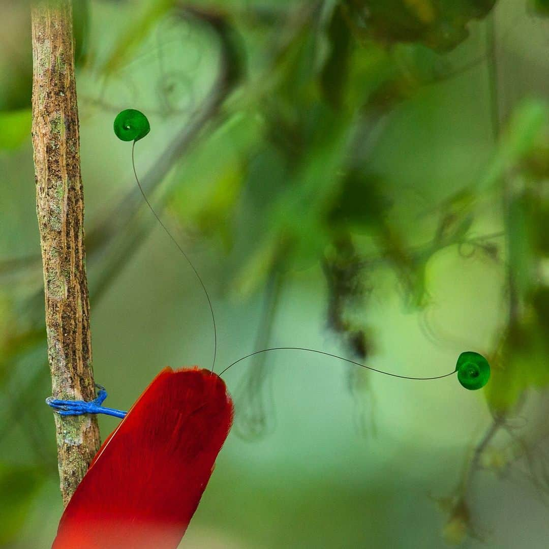 Tim Lamanさんのインスタグラム写真 - (Tim LamanInstagram)「Photo by @TimLaman.  Dreaming of Birds-of-Paradise on this Friday in February.  Looking forward to the time I can get back out to West Papua to continue to try to create artistic images of the most extraordinary birds in the world, and continue to raise awareness for the all-important forests of the huge tropical island of New Guinea.  This image is the King Bird-of-Paradise male, framing the striking red back, blue feet, and green discs on two tail wires.  A past winner in the “Artistic Visions of Nature” category of the Wildlife Photographer of the Year competition, this image proves that you don’t have to follow conventions in photography (like including the head of your subject) to create a successful image - just a little tip for any aspiring photographers out there!  It happens to be a personal favorite that is unique enough that I have chosen if for my exclusive Limited Edition print collection.  Visit my online gallery at the link in bio or at www.timlamanfineart.com. - #birds #birdsofparadise #birdphotography #kingbirdofparadise #Papua #Indonesia #TL_WildlifePhotoTips  #FineArtFriday」2月13日 4時00分 - timlaman