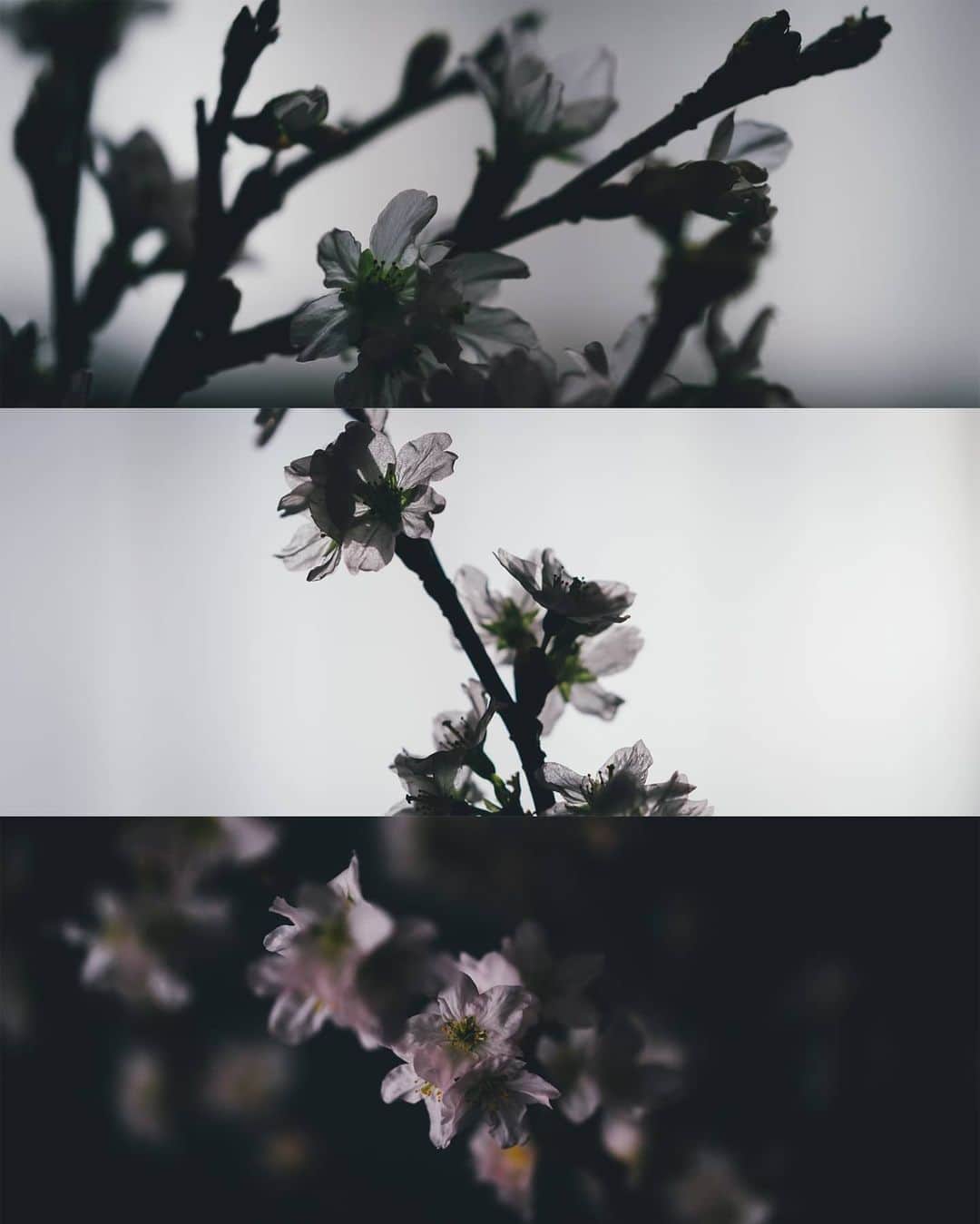 Takashi Yasuiさんのインスタグラム写真 - (Takashi YasuiInstagram)「いま部屋のなかで桜が満開です。「啓翁桜」という種類とのこと。春が待ち遠しくなるな。」2月12日 22時29分 - _tuck4