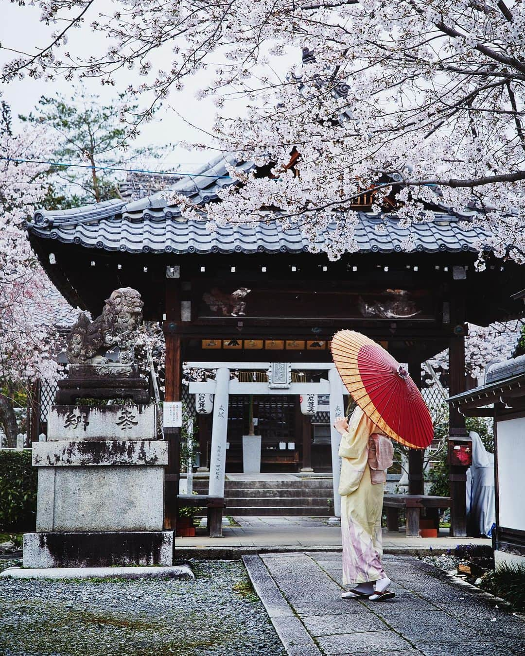 Najiiのインスタグラム：「Bloom - - - - #instagramjapan #tokyo_grapher  #tokyocameraclub #東京カメラ部 #mycanon #canonasia #cheerytree #blossum #cherrytreeblossum #lovers_nippon #pics_jp #visitjapanjp #unknownjapan #thediscoverer #sakura #桜 #my_eos_photo  #kyoto #京都」