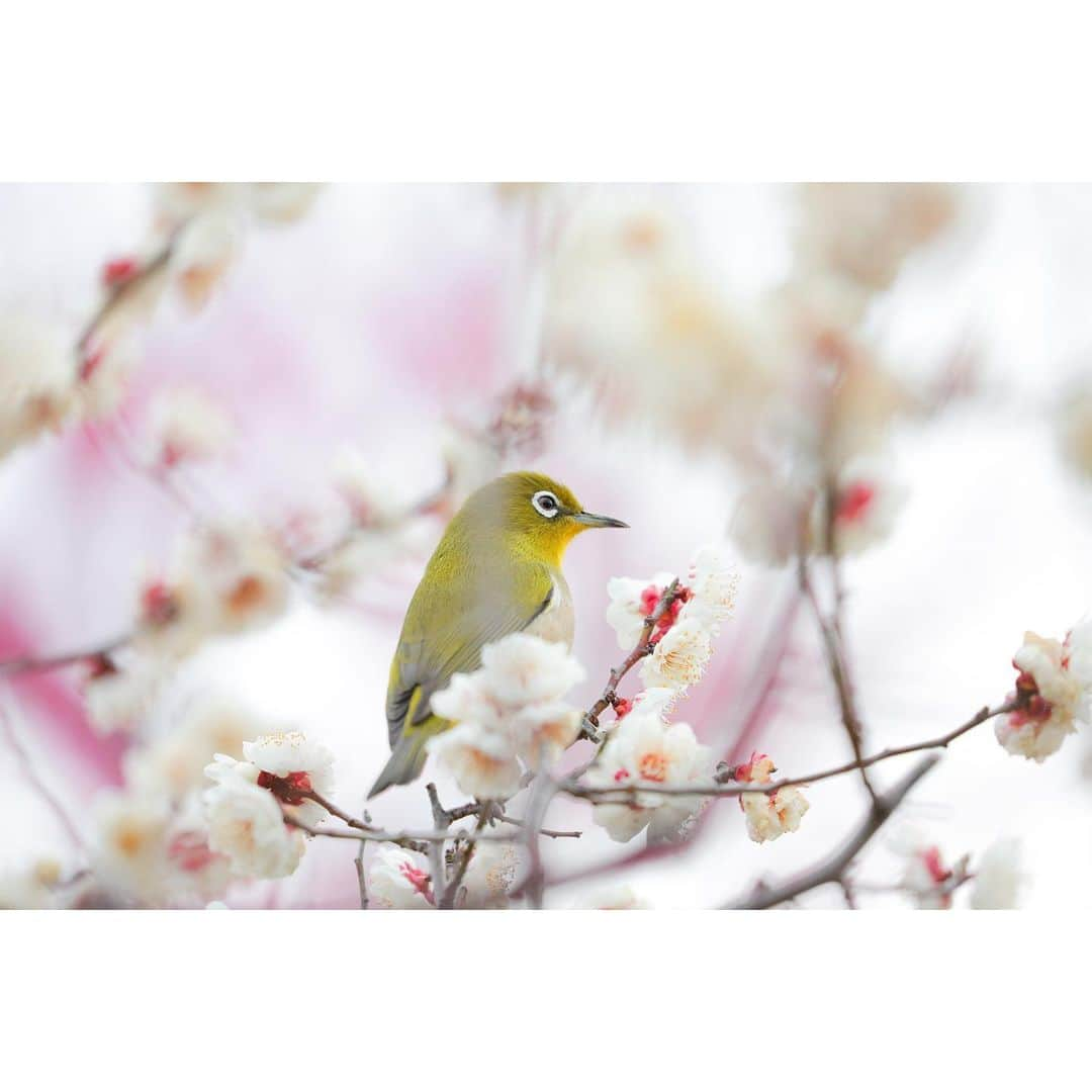 岩原大起さんのインスタグラム写真 - (岩原大起Instagram)「大阪城公園の梅林。可憐に咲いてました。  メジロもたくさんいて、蜜を吸う姿が可愛らしかったです。  #大阪城公園 #梅林 #梅 #メジロ #ウメジロー  #canon #5dmarkiv #canon100400ii  #photography #photo #早起き #カメラ   レンズは @fs305_mixer さんにお借りしました！ ありがとうございます〜！！！」2月12日 22時47分 - ytv_iwahara