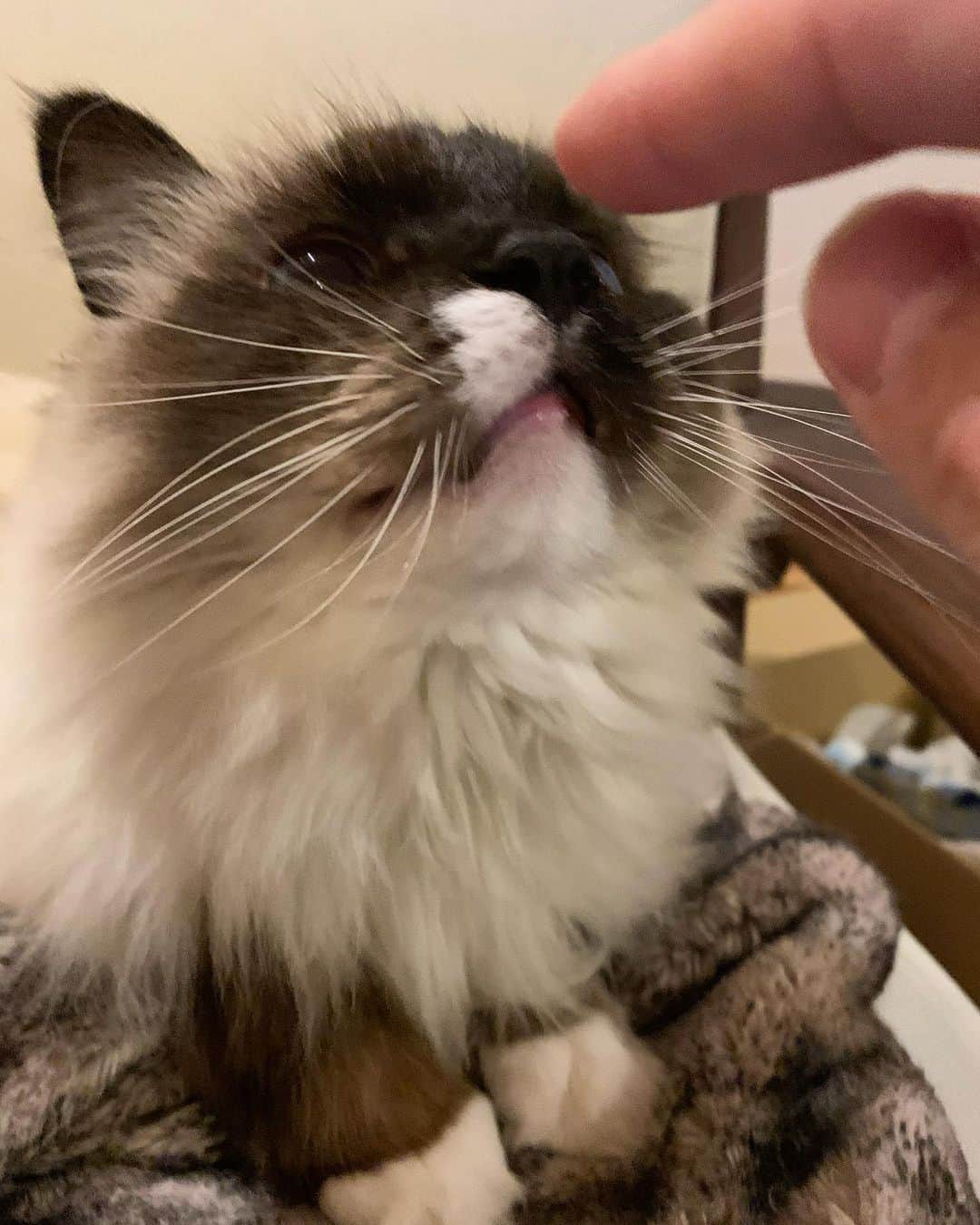 takegaeruのインスタグラム：「ただいま、きゃわたん😸❤️  #cat #猫 #ragdoll #ラグドール #ホワイトポッチーズ」
