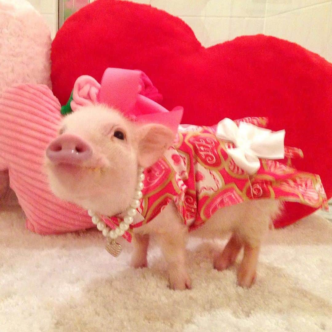 Priscilla and Poppletonのインスタグラム：「#Flashbackfriday to my very first #Valenswine’s Day! I’m glad this is the only one I spent without Silly Pop. He makes holidays so fun!❌🐽❌🐽#BabyPrissy #babysfirstvalentinesday #PrissyandPop」