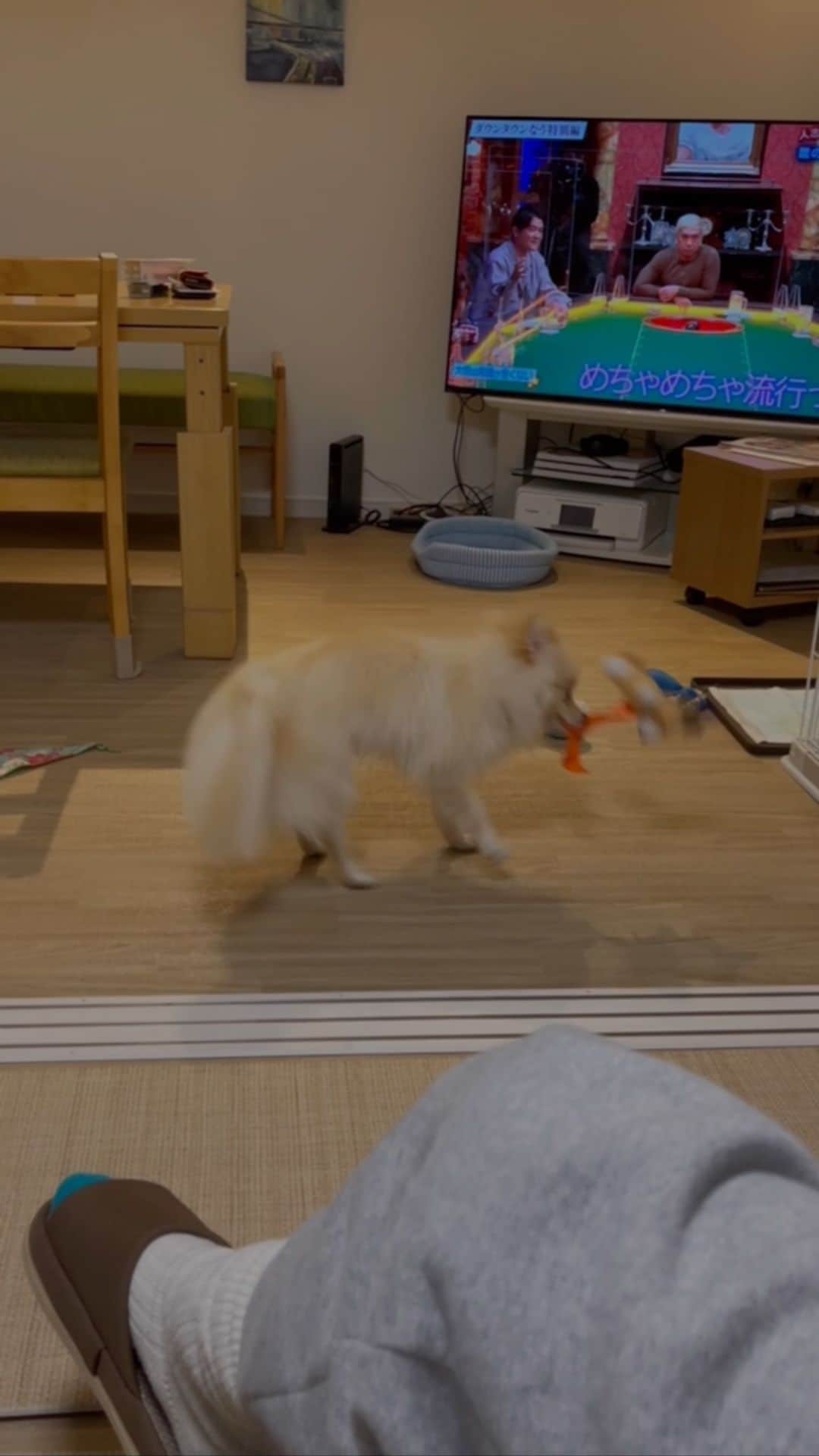SHiNのインスタグラム：「一人で遊んでるw」
