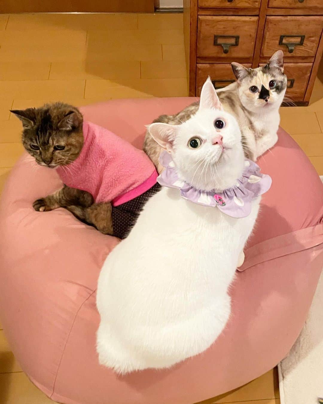 maimocotoのインスタグラム：「今日はチコが我が家にやってきてちょうど1年記念🌼 ２枚目から６枚目は子猫時代👶 こんな寒い時期までチコはお外で頑張っていたんだなぁ。。と切なくなるけど、今は毎日楽しくて仕方ない！っていう感じで暴れてるよ💨 チコのお陰で私たちはもちろん、保護猫ちゃんたちも楽しかったんじゃないかな✨可愛くて可愛くて仕方ないです💙チコと出会えて本当によかった💙 ＊ ＊ 『ちー、おかあちゃんのことこれからも毎日わらわせてあげるね✨』 ＊ ＊ #毎日かなり笑わせてもらってるよ #ちーちゃんありがとう #これからもよろしくね💙 #モコとコトとチコ ＊ ＊ ちーちゃんが来た時、オス猫に襲われた傷がたくさんあって、膿で背中がボコボコでした😭妊娠している可能性もあったので、里親募集はしていなかったのですが、たくさんのオファーをいただきすぎて、里親さんを選べなくなってしまいました。 妊娠はしていませんでしたが、そんな事から保護猫ナンバー73のちなみことチコは私の子になりました。もっと子猫の時に来ていたら、すぐに里子に出していただろうなって思っています。タイミングとかも色々ありますね✨子猫に優しくて、本当に頼りになるチコです♪」