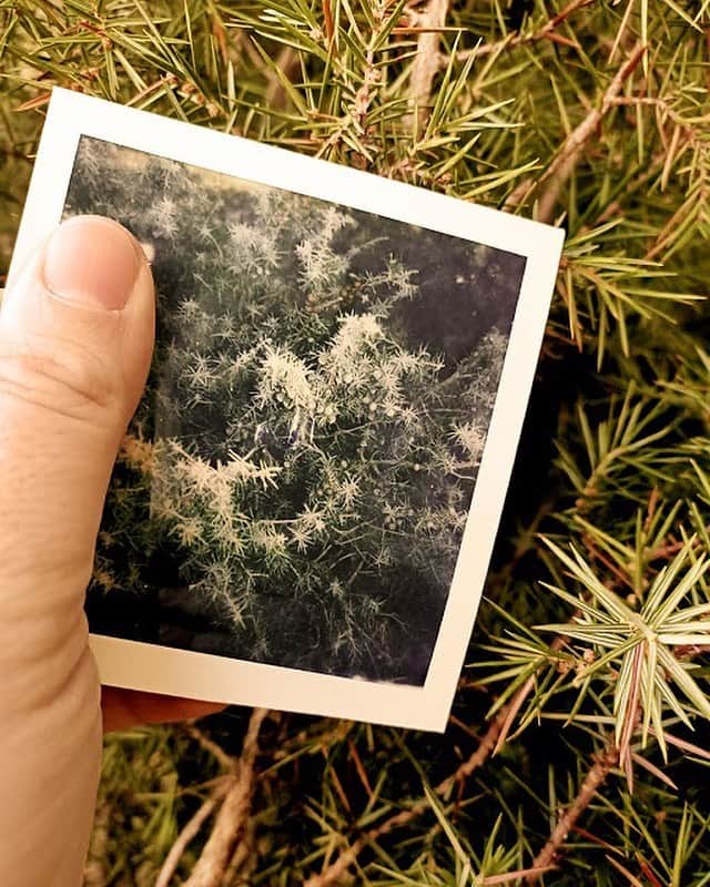 のインスタグラム：「Michael, our Cade producer, took the time in his busy day to share with us a snapshot of the Cade trees. ✨Here are some things he thinks you’d like to know about this wonderful part of nature:  This tree is key for providing biodiversity in forests. Cade trees produce small berries which birds who migrate enjoy as for food in winter. The scent of Cade is one that stops hikers in their tracks, and is one many recognize as the smell of Ardèche. 🌳  #Cade #tree #SupportingProducers #Nature #Ardeche #LOccitane」