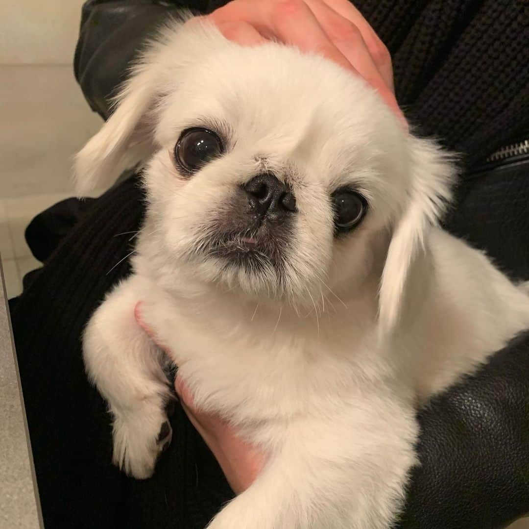 ソンさんのインスタグラム写真 - (ソンInstagram)「Happy lunar new year guys! 새해복 많이 받으세요 ✨ I’m so blessed with so many cute doggies this year 🥲 I want a dog do bad 😢😢😢」2月12日 23時18分 - sssorn_chonnasorn