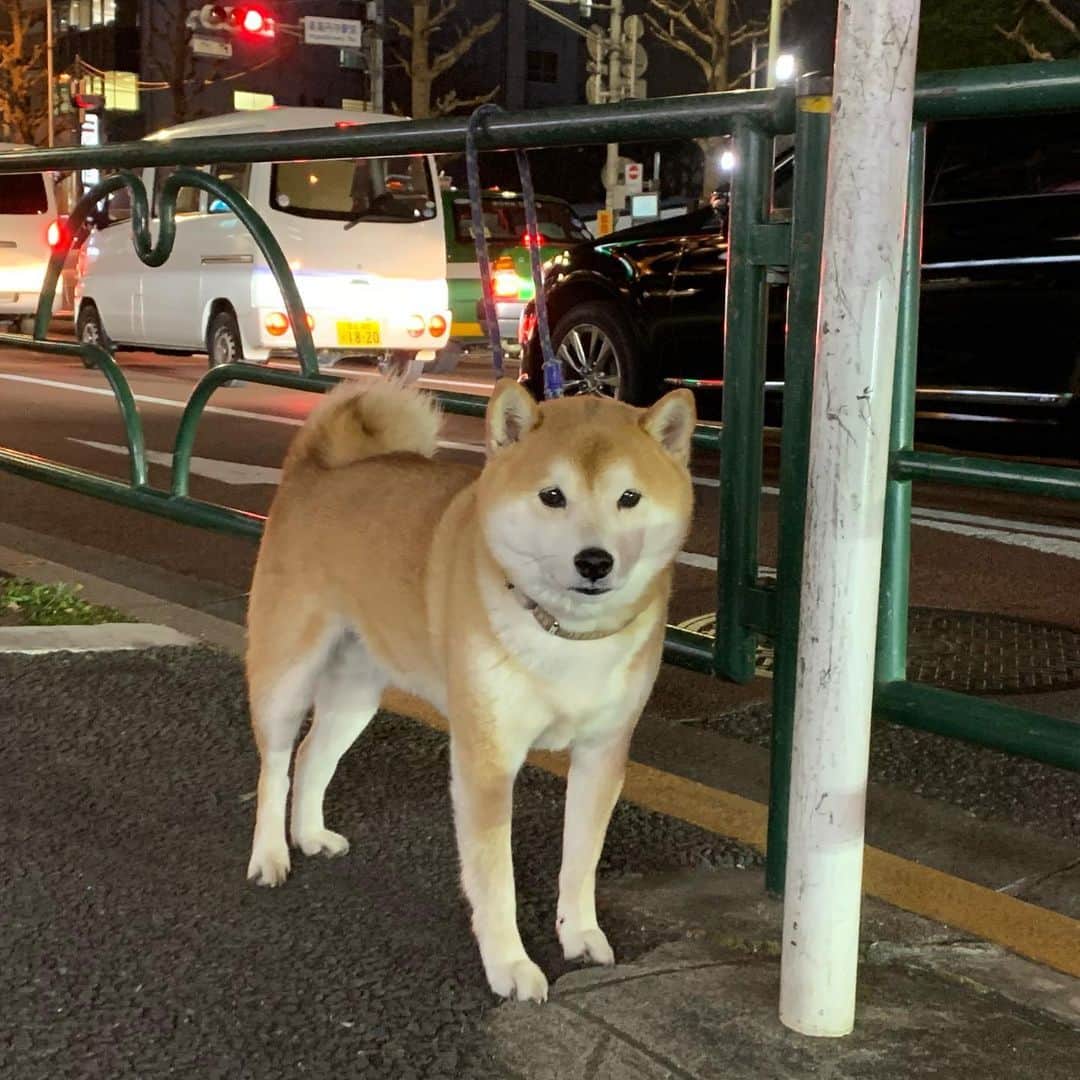 一三さんのインスタグラム写真 - (一三Instagram)「#今日の可愛い子 ちゃん  #芝犬 #犬　#イヌ #いぬすたぐらむ #dog」2月12日 23時26分 - ichizou.co.jp