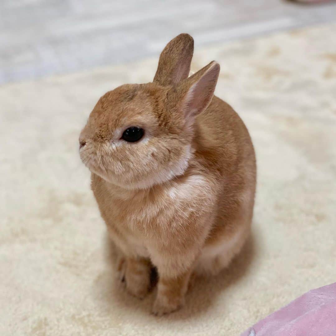 ラン?さんのインスタグラム写真 - (ラン?Instagram)「_( ˙꒳​˙ _ )ﾁｮｺﾝ♡ ぬいぐるみみたいᕱ⑅ᕱ♥ なんだこの可愛い生き物は！！ ☆ 2枚目、うさぎですが何か？( ･ ω ･ ) ☆  #うさぎ #ネザーランドドワーフ #rabbit #bunny #bunnystagram  #rabbitstagram  #cute  #かわいい #ふわもこ部  #もふもふ  #zip写真部  #アニマル写真部 #instagramjapan #netherlanddwarf #うさぎと暮らす  #うさぎのいる暮らし #癒し #kawaii #ランちゃん  2021.02.12」2月12日 23時31分 - mofumofuusako