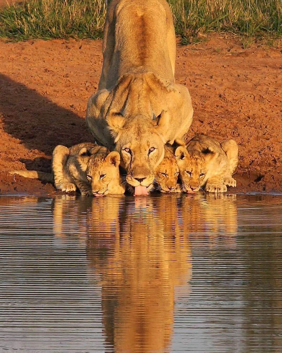 animalsのインスタグラム：「Family time 🦁💛 Photo by @awildsole」