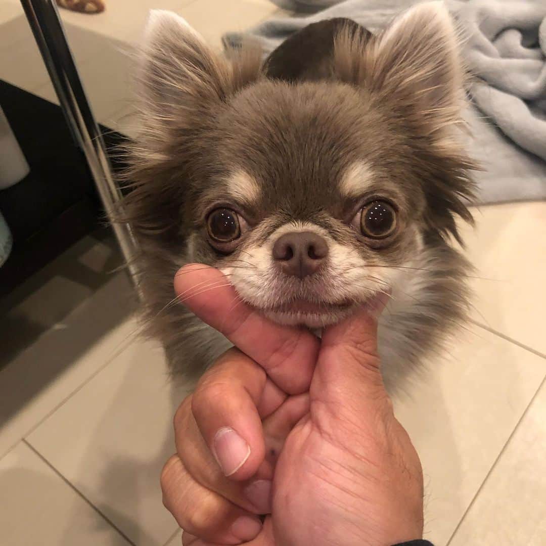 佐々木洋平のインスタグラム：「キュンです🐕  #イザベラタンチワワ  #イザベラチワワ  #きゅん」