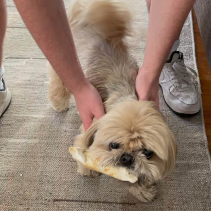 Dougie the Shih Tzuのインスタグラム：「Anger in the front, party in the back.」