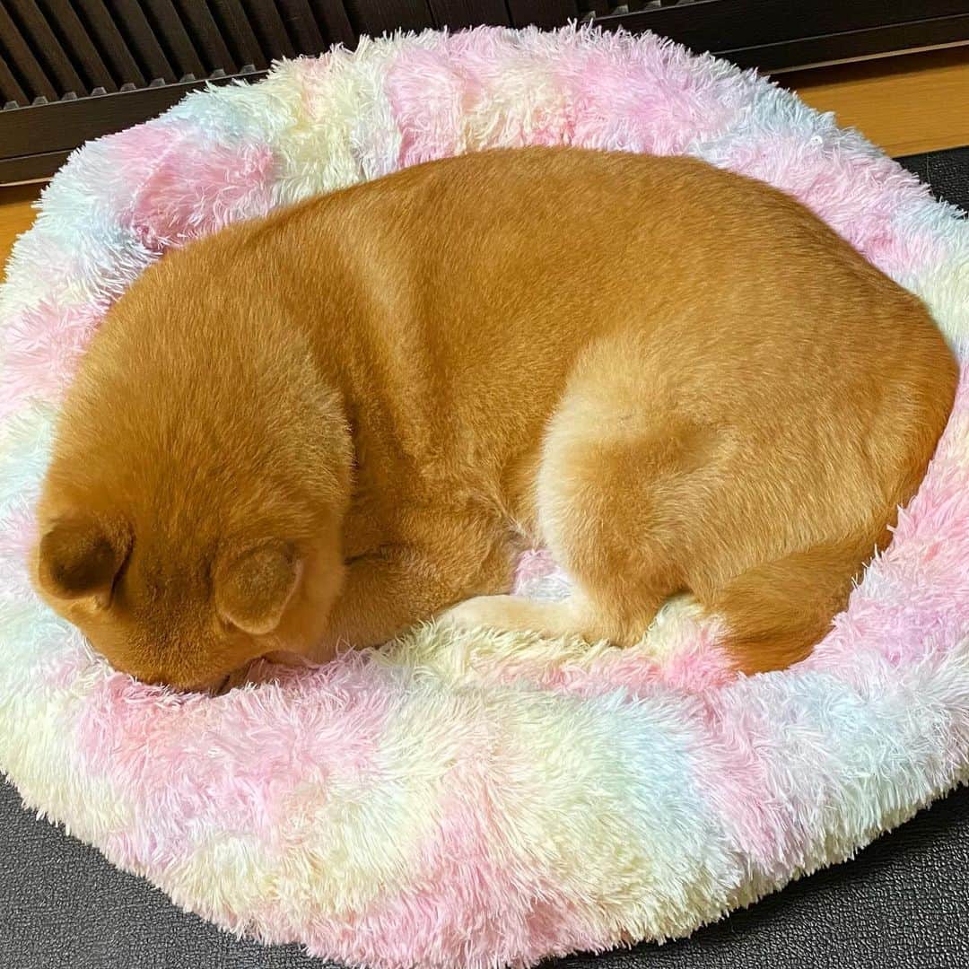 まる（まるたろう）のインスタグラム：「Good night!✨🐶💤✨お鼻隠して寝るとあったかいんよね〜 #シロクマさんも隠すらしい #雪の中だと黒が目立つからね #まるもまねっこしよ #目立つっしょ」