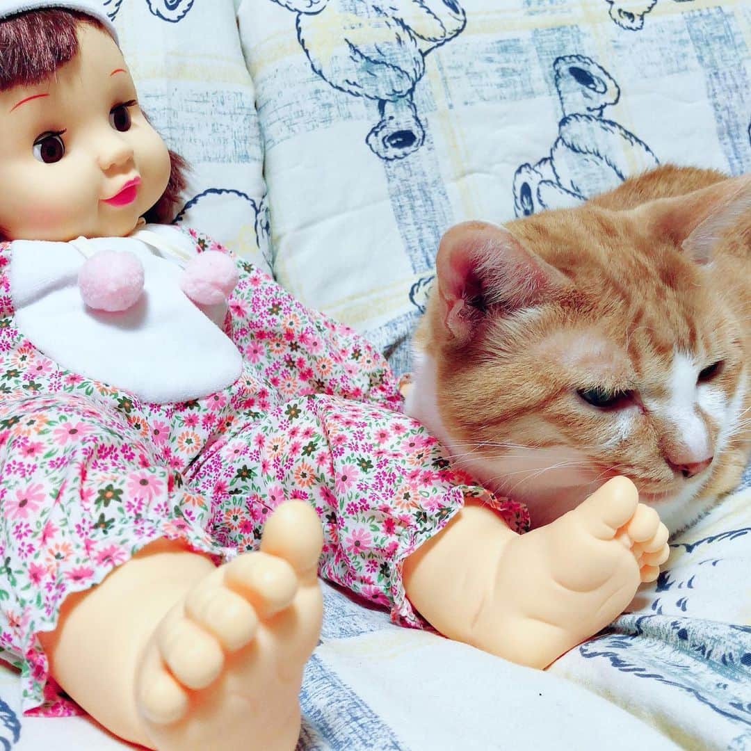 岡村真依のインスタグラム：「題名☆ぽぽちゃんと僕🐈  わたしこのお人形、怖くて2人きりは嫌なの🤣 でもジャック🐈は横で寝てる💤 仲良し👶🐱💖💖💖  #ねこすたぐらむ #ねこ #ねこのいる生活 #ちゃとら #にゃんこ #にゃんすたぐらむ #catstagram #cats #catsofinstagram #🐱」