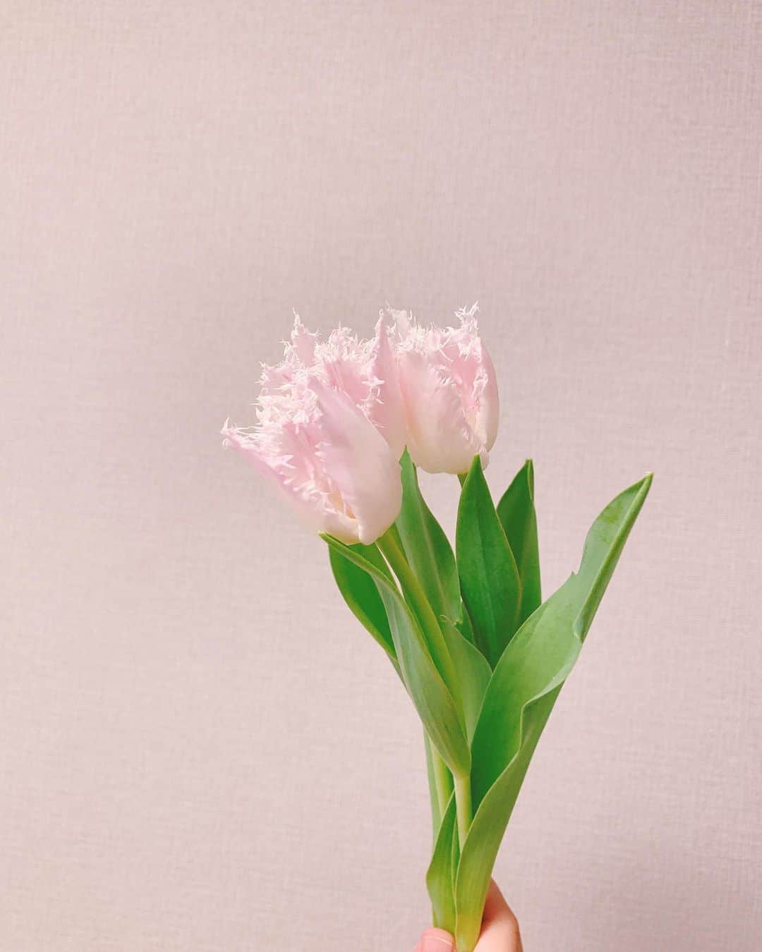 水谷あおいのインスタグラム：「わたしがいちばん好きなお花。 かわいい。  我最喜欢的花 好可爱  #フリンジ咲き #チューリップ #人生で初めてもらったお花だから」