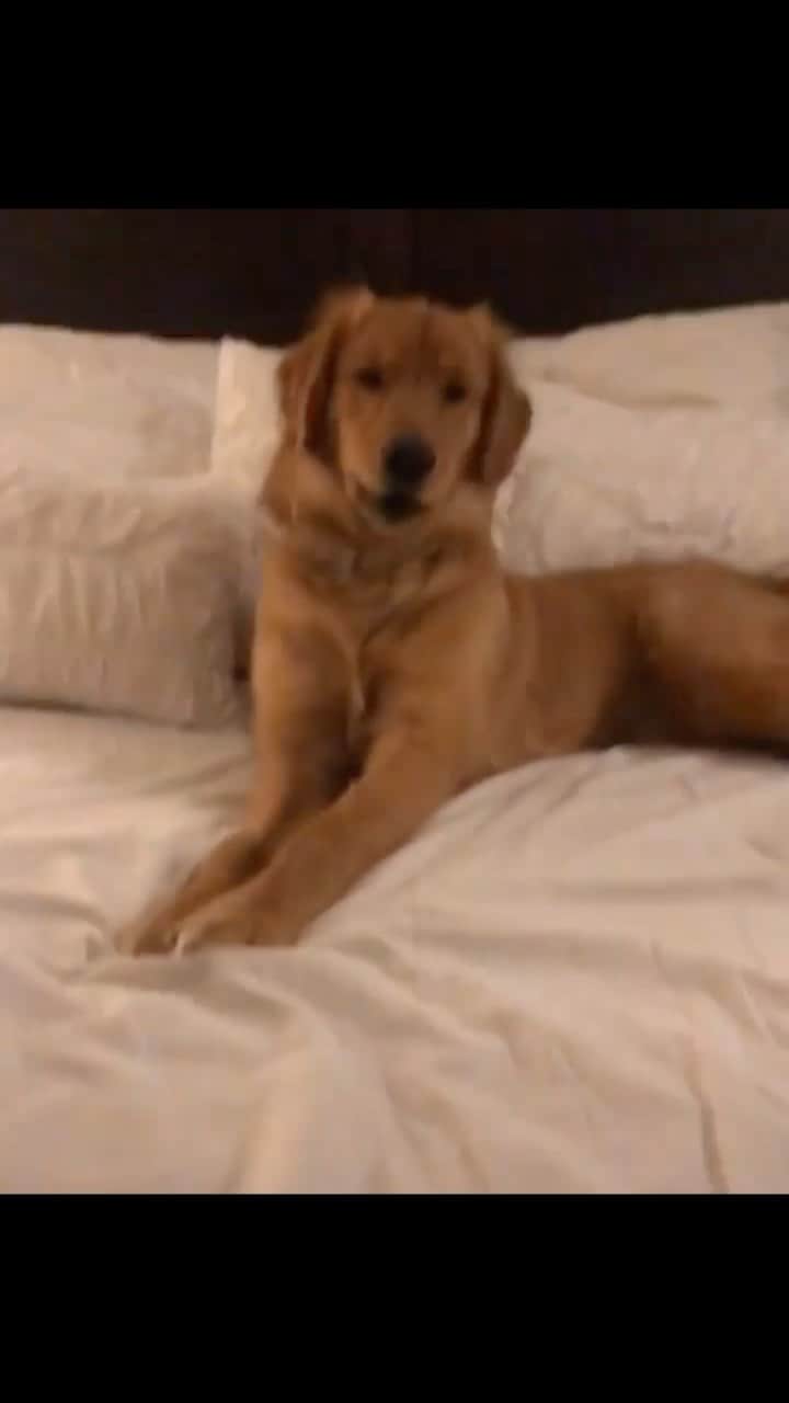 DogsOf Instagramのインスタグラム：「“Rocking out with that Friday feeling” — @oakleythegoldenpuppy_   #dogsofinstagram #dogswhorock #dancingdogs」