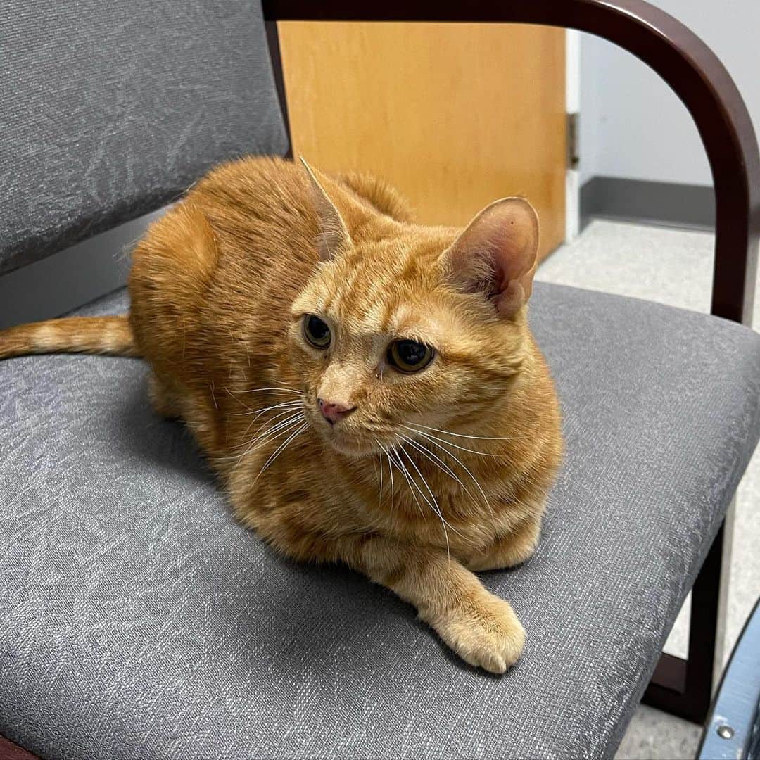 Venus Cat さんのインスタグラム写真 - (Venus Cat Instagram)「Here we go...Ginger is getting a CT scan today to find out what the growth/mass is in her ear. 🙏 it’s not cancer which at the age of 15 is more of a probability than a polyp according to the specialist. 😿 We should have a definitive answer when we get the results of the CT scan.  Quick question for managers/owners of practices or emergency centers. We have insurance through Trupanion. One of their nice perks is they have the ability to pay the covered items of the bill to the vet directly on your behalf. I found out this morning however, they can only remit credit card payment via phone same day IF the facility has their proprietary software. Otherwise, you pay up front & seek reimbursement (if you are so fortunate to have those funds on hand). Now this isn’t to cry poor but like many people (despite the stigma of “must be rich” if you have a famous cat), we are in a very different financial position than this time last year between moving to a new state & our main income (a blue collar business) suffering losses due to the relocation & loss of business from the economic effects of the lockdowns & such. Thankfully I was still in a position to pay & will file reimbursement but many aren’t in fact, it was just a couple weeks ago we shared a complete stranger’s Go Fund Me as he stood crying at emergency with his blocked cat without funds up front.  My question to mangers/owners is, is there a reason you don’t have the Trupanion software to ease the stress especially w/ emergencies? It seems like it would benefit everyone from the clinic to the owner, to the pet as well.  The surgery following this CT scan has been estimated at $5k. It’s not comfortable to admit this but I may need to seek a surgeon who has the software to accept direct payment if this hospital doesn’t get it. It’s been a tough year in multiple ways & things have changed for many. Timing is bad. So I’m genuinely curious if there is a reason every vet everywhere doesn’t have the ability to accept direct payment from Trupanion ins by having their claims processing software. Input will help others too which is why I don’t mind airing my business & keeping it real. 🙏 for good news 4 Ginger! 🧡」2月13日 0時40分 - venustwofacecat