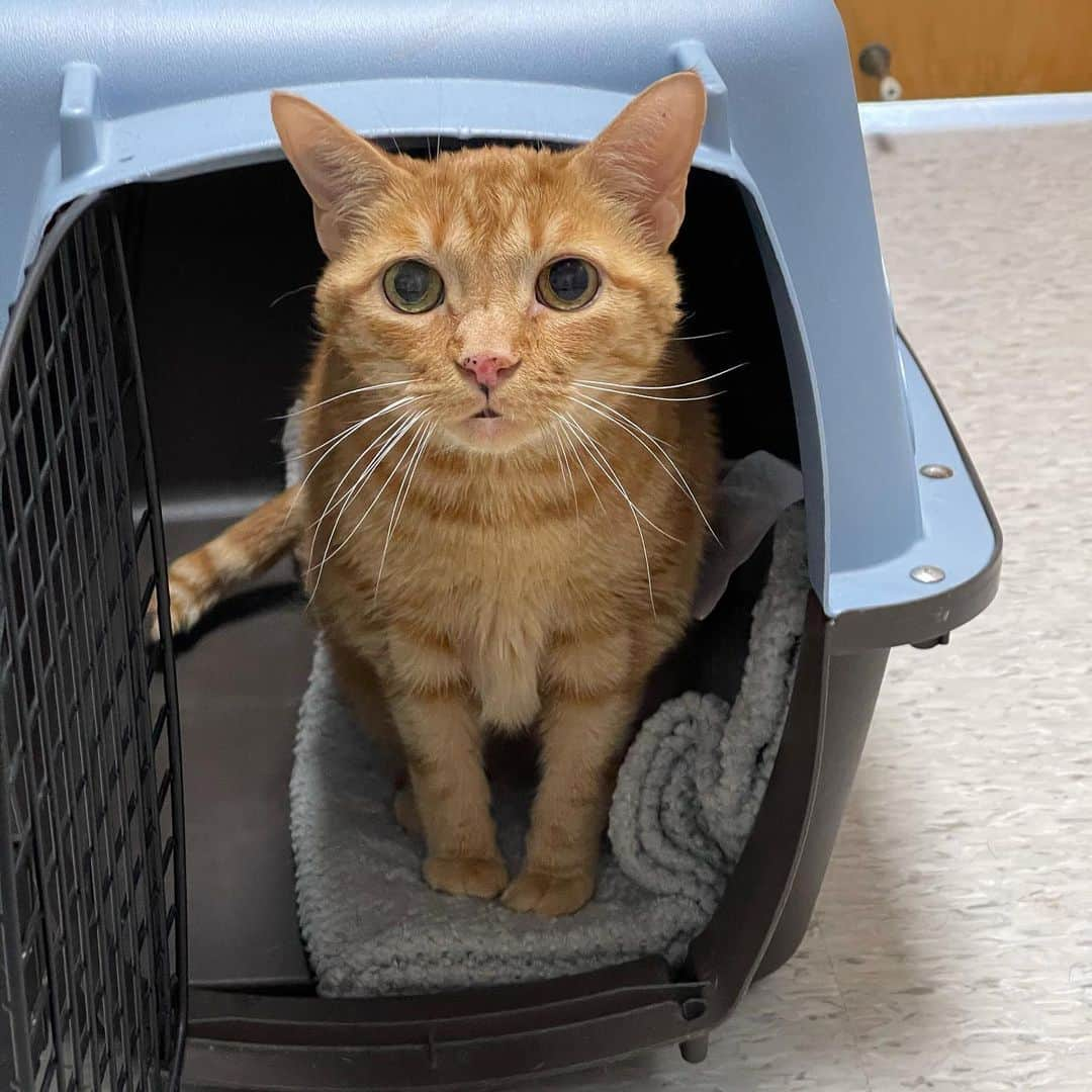 Venus Cat のインスタグラム：「Here we go...Ginger is getting a CT scan today to find out what the growth/mass is in her ear. 🙏 it’s not cancer which at the age of 15 is more of a probability than a polyp according to the specialist. 😿 We should have a definitive answer when we get the results of the CT scan.  Quick question for managers/owners of practices or emergency centers. We have insurance through Trupanion. One of their nice perks is they have the ability to pay the covered items of the bill to the vet directly on your behalf. I found out this morning however, they can only remit credit card payment via phone same day IF the facility has their proprietary software. Otherwise, you pay up front & seek reimbursement (if you are so fortunate to have those funds on hand). Now this isn’t to cry poor but like many people (despite the stigma of “must be rich” if you have a famous cat), we are in a very different financial position than this time last year between moving to a new state & our main income (a blue collar business) suffering losses due to the relocation & loss of business from the economic effects of the lockdowns & such. Thankfully I was still in a position to pay & will file reimbursement but many aren’t in fact, it was just a couple weeks ago we shared a complete stranger’s Go Fund Me as he stood crying at emergency with his blocked cat without funds up front.  My question to mangers/owners is, is there a reason you don’t have the Trupanion software to ease the stress especially w/ emergencies? It seems like it would benefit everyone from the clinic to the owner, to the pet as well.  The surgery following this CT scan has been estimated at $5k. It’s not comfortable to admit this but I may need to seek a surgeon who has the software to accept direct payment if this hospital doesn’t get it. It’s been a tough year in multiple ways & things have changed for many. Timing is bad. So I’m genuinely curious if there is a reason every vet everywhere doesn’t have the ability to accept direct payment from Trupanion ins by having their claims processing software. Input will help others too which is why I don’t mind airing my business & keeping it real. 🙏 for good news 4 Ginger! 🧡」