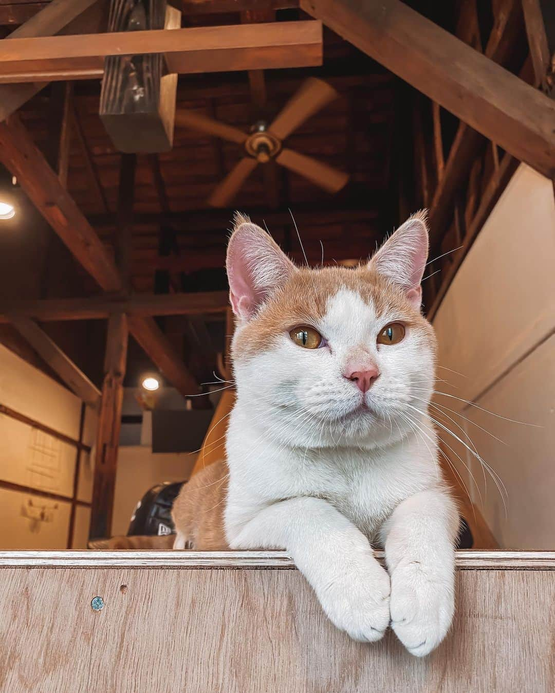 伊東大輝さんのインスタグラム写真 - (伊東大輝Instagram)「『 保護犬猫シェルター&ふれあいカフェ☕️ANELLA CAFE』新宿店オープン🙏🏼 弊社の運営する保護団体"アネラ"で保護する犬猫たちとふれあえる施設です☘️ @anella_cafe   保護犬、保護猫に興味ある方、癒されたい方、是非お待ちしてます😎🙏🏼 《新宿区市谷柳町10-4》 牛込柳町駅 南東口 出て左。3軒目の建物です📍  社員さん、アルバイトさん、ボランティアさん募集中です！ いつでもご連絡ください‼️」2月13日 0時42分 - daikiitoh