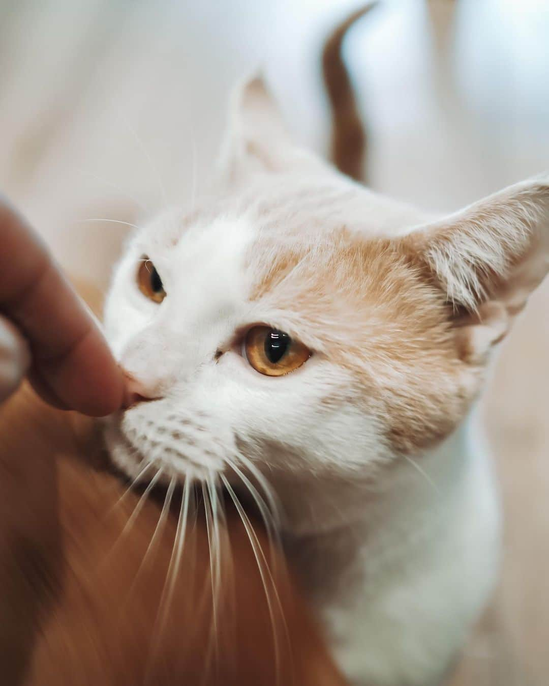 伊東大輝さんのインスタグラム写真 - (伊東大輝Instagram)「『 保護犬猫シェルター&ふれあいカフェ☕️ANELLA CAFE』新宿店オープン🙏🏼 弊社の運営する保護団体"アネラ"で保護する犬猫たちとふれあえる施設です☘️ @anella_cafe   保護犬、保護猫に興味ある方、癒されたい方、是非お待ちしてます😎🙏🏼 《新宿区市谷柳町10-4》 牛込柳町駅 南東口 出て左。3軒目の建物です📍  社員さん、アルバイトさん、ボランティアさん募集中です！ いつでもご連絡ください‼️」2月13日 0時42分 - daikiitoh