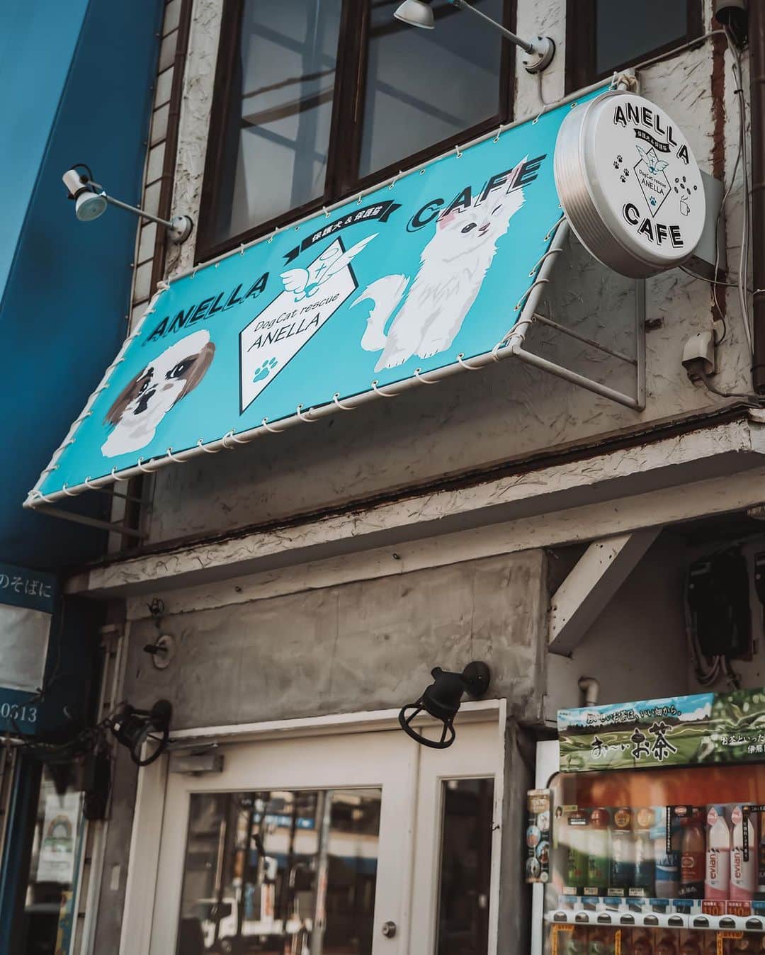 伊東大輝のインスタグラム：「『 保護犬猫シェルター&ふれあいカフェ☕️ANELLA CAFE』新宿店オープン🙏🏼 弊社の運営する保護団体"アネラ"で保護する犬猫たちとふれあえる施設です☘️ @anella_cafe   保護犬、保護猫に興味ある方、癒されたい方、是非お待ちしてます😎🙏🏼 《新宿区市谷柳町10-4》 牛込柳町駅 南東口 出て左。3軒目の建物です📍  社員さん、アルバイトさん、ボランティアさん募集中です！ いつでもご連絡ください‼️」