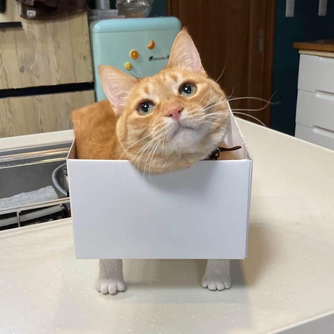 Aww Clubさんのインスタグラム写真 - (Aww ClubInstagram)「Finally you bought me something nice  📷  SHAKEhizi_BSK  TW  #meowed #gingercat #box #📦 #catbed」2月13日 1時00分 - meowed