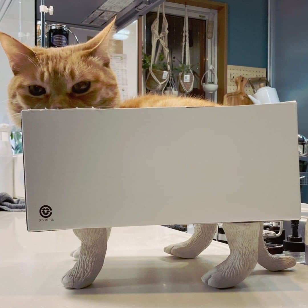 のインスタグラム：「Finally you bought me something nice  📷  SHAKEhizi_BSK  TW  #meowed #gingercat #box #📦 #catbed」