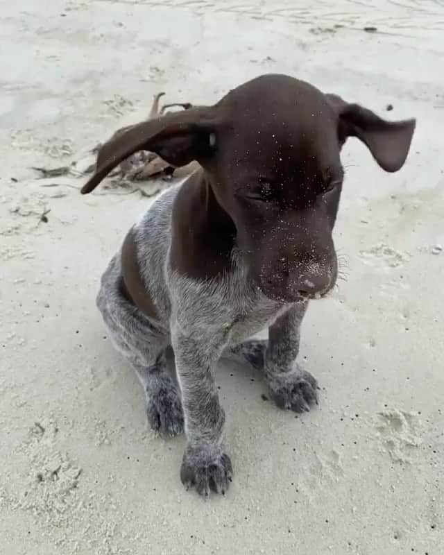 The Critter Havenのインスタグラム：「Wind in the hair?  Video by @bushandreagan  #TheCritterHaven」