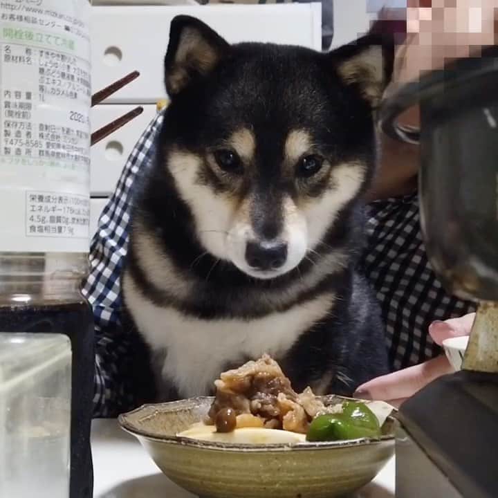 吾子のインスタグラム：「・ ・ アコわん特等席🐶💕 ・ 毎日おかしゃんの膝🐶✨ ・ これは食べれないけどなんかは貰えるよ🐶💕 ・ ・ ・ ・ ・ ・ #すき焼き #おとしゃん笑ってる👨🏻‍🦰 #Sapporo ・ 北海道の柴犬 #柴北会 の皆ワン🐶💕早くみんなで安心してお散歩ができますように🐶👍🏻💕 ・ #adorable #instadog#shibainu#dog#instagramjapan#instashiba#kuroshiba #kuroshiba#socute #cutedog#いぬのきもち #黒柴 #dogstagram_japan」