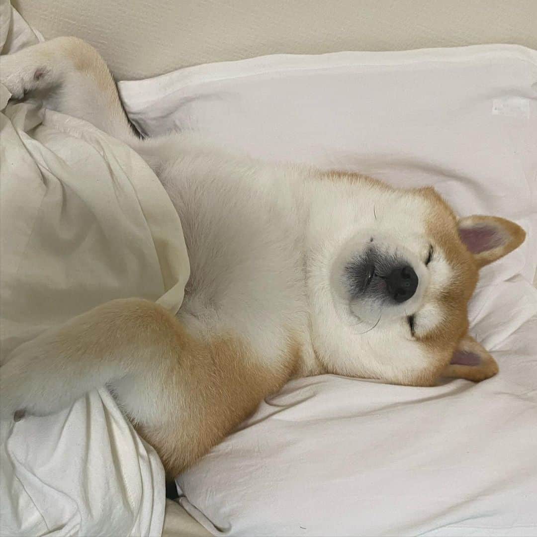 いなりさんのインスタグラム写真 - (いなりInstagram)「みんなにも天使さんのおすそわけ♡ さぁ、寝るべな。おやすみなさい。 ✩.*˚ #私のいなちゃん #誰にもあげたくない #好きすぎて頭がおかしくなった  #柴 #しば #しばいぬ #日本犬 #いぬバカ部 #柴犬ライフ #サンデイ #犬 #pecoいぬ部 #shiba #shibainu  #shibadog  #shibarbucks #shibastagram #japanesedog #shibainulife」2月13日 1時27分 - shibainuinari