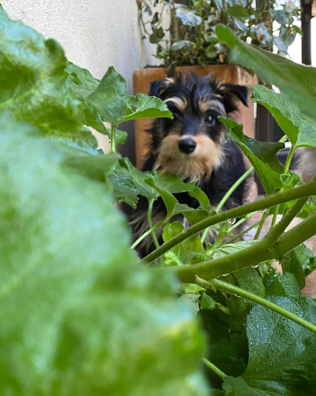 リリ・ラインハルトさんのインスタグラム写真 - (リリ・ラインハルトInstagram)「One year ago today I took Milo home with me... and damn, I hit the jackpot. My sweet little rescue dog has been an incredible source of love for me this year and I can’t wait to keep making memories with my little man.」2月13日 1時57分 - lilireinhart