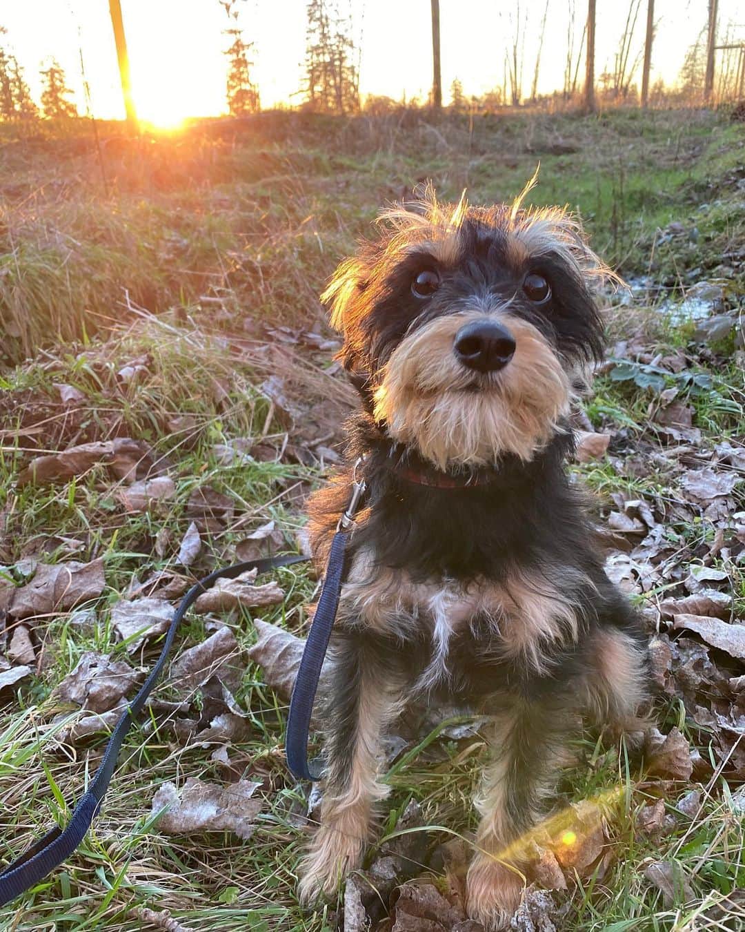 リリ・ラインハルトのインスタグラム：「One year ago today I took Milo home with me... and damn, I hit the jackpot. My sweet little rescue dog has been an incredible source of love for me this year and I can’t wait to keep making memories with my little man.」