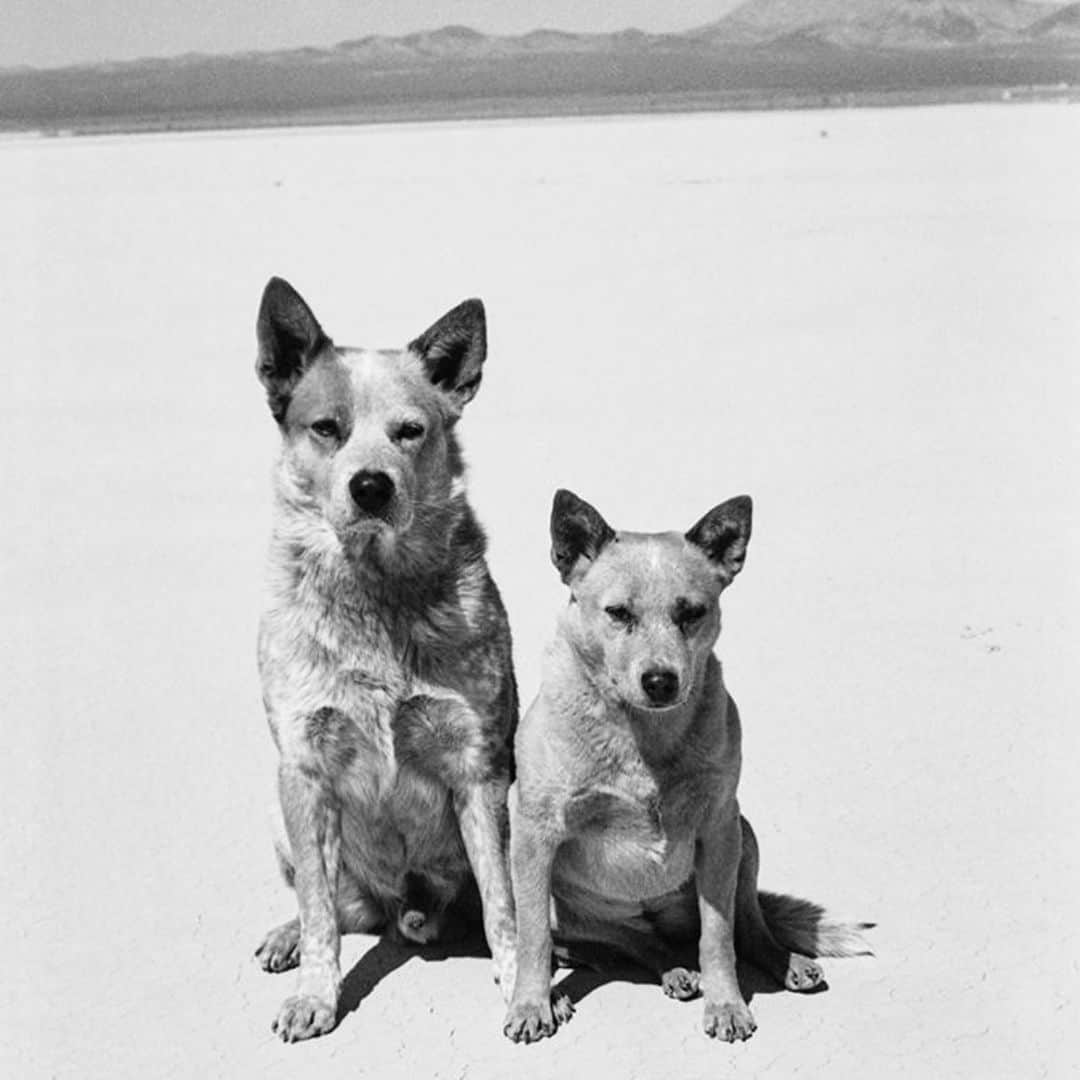 デレク ラムのインスタグラム：「Dogs Arthur Elgort #valentinesday @staleywisegallery #dogsbestfriend #loveislove #crazyinlove #dontletgo #love #4ever」