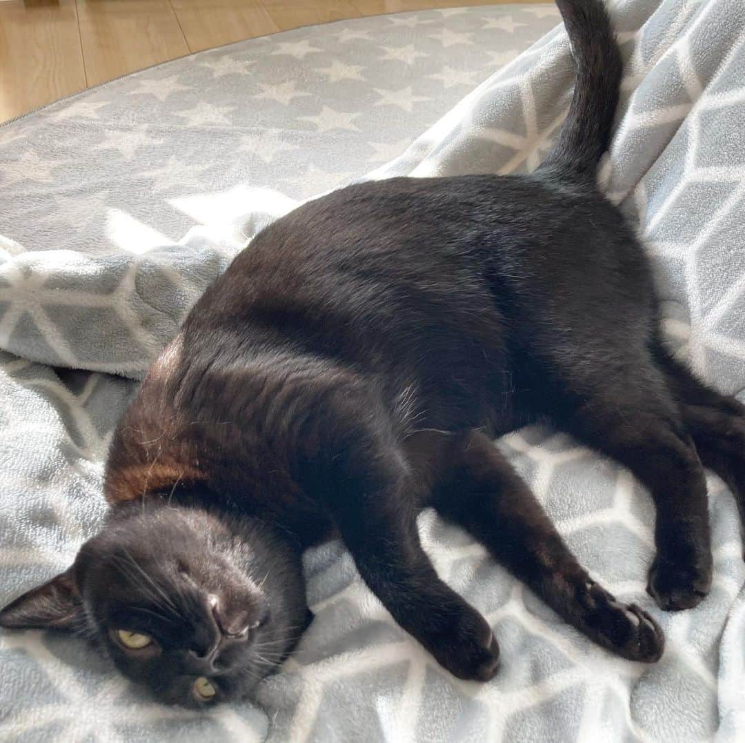 のインスタグラム：「ゴロニャン #黒猫」