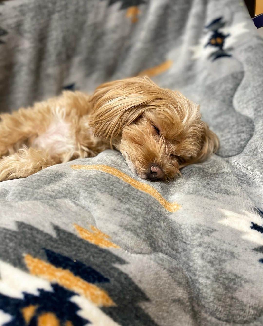 木本夕貴のインスタグラム：「🐶💤」