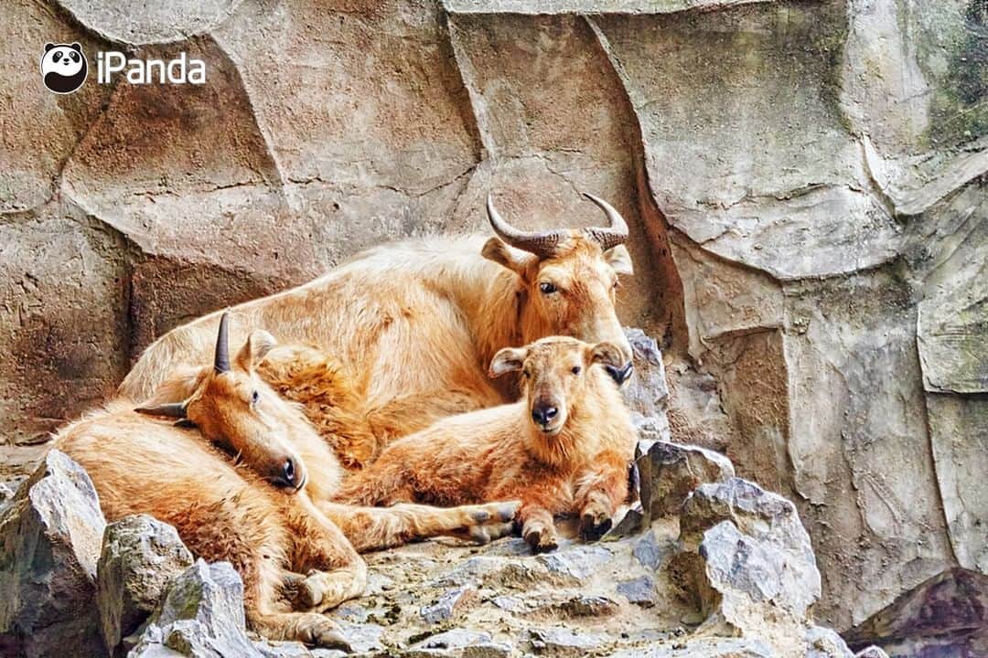 iPandaのインスタグラム