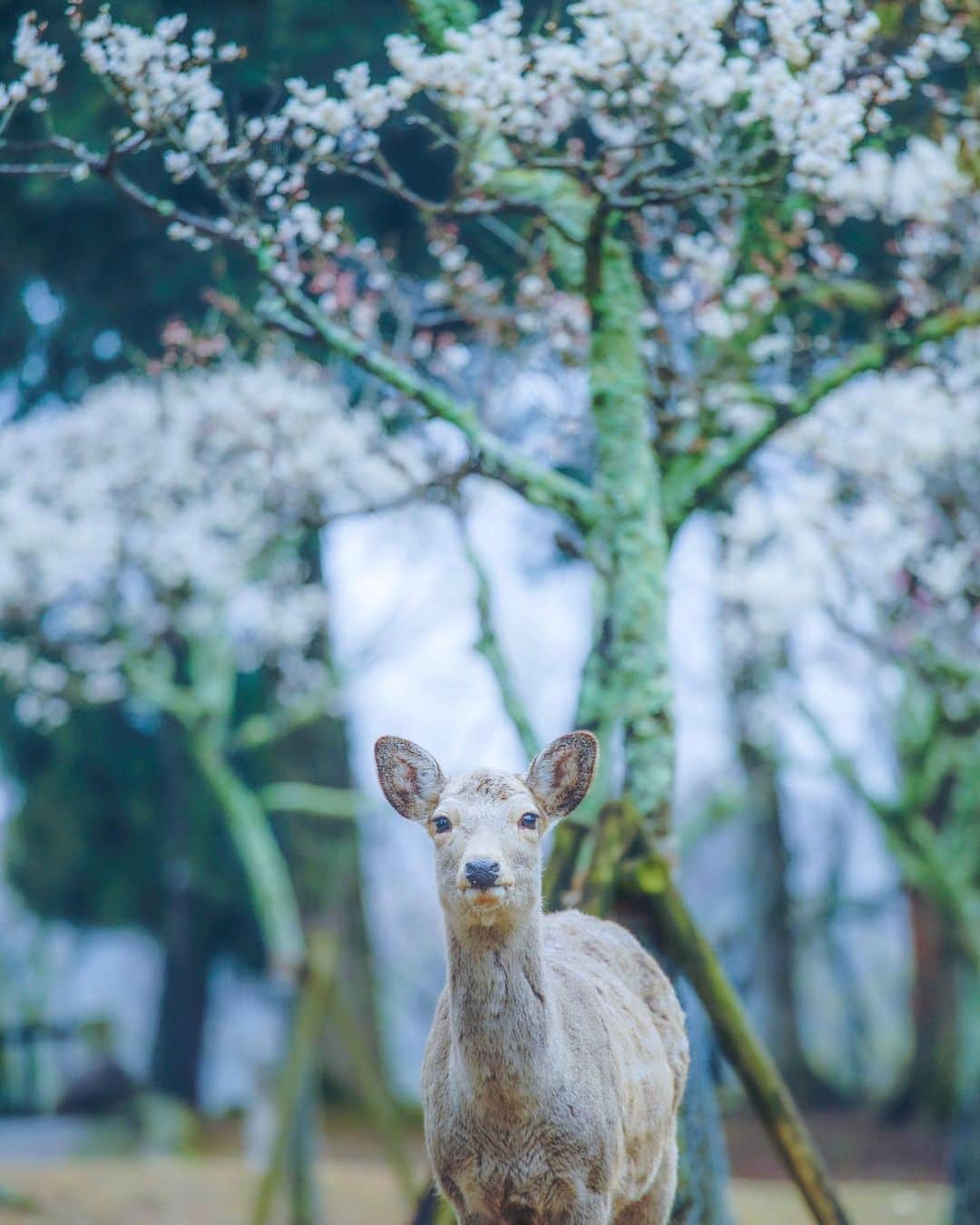 иαяα & куσтσ νιятυαℓ ωσяѕhιρのインスタグラム