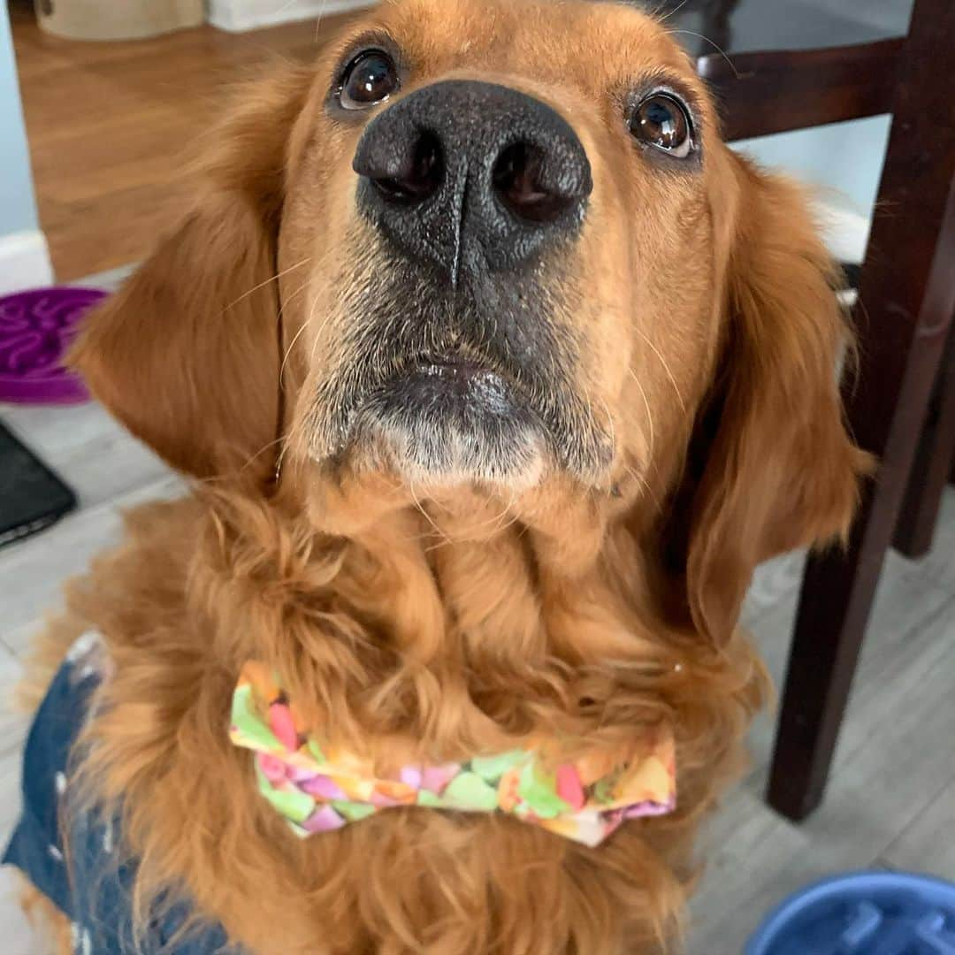 モヒートさんのインスタグラム写真 - (モヒートInstagram)「Killian is trying out a new look with a bow tie instead of a bandana. He’s nervous he can’t pull it off. What do you think? @grinrescue #rescuedog #rescuedismyfavoritebreed #rescuedogsofinstagram #goldenretriever #goldensofinstagram #goldenretrieversofinstagram #dog #dogmom #bowtie #handsome #goodboi #dogsofinstagram」2月13日 11時56分 - mojito_rose_family