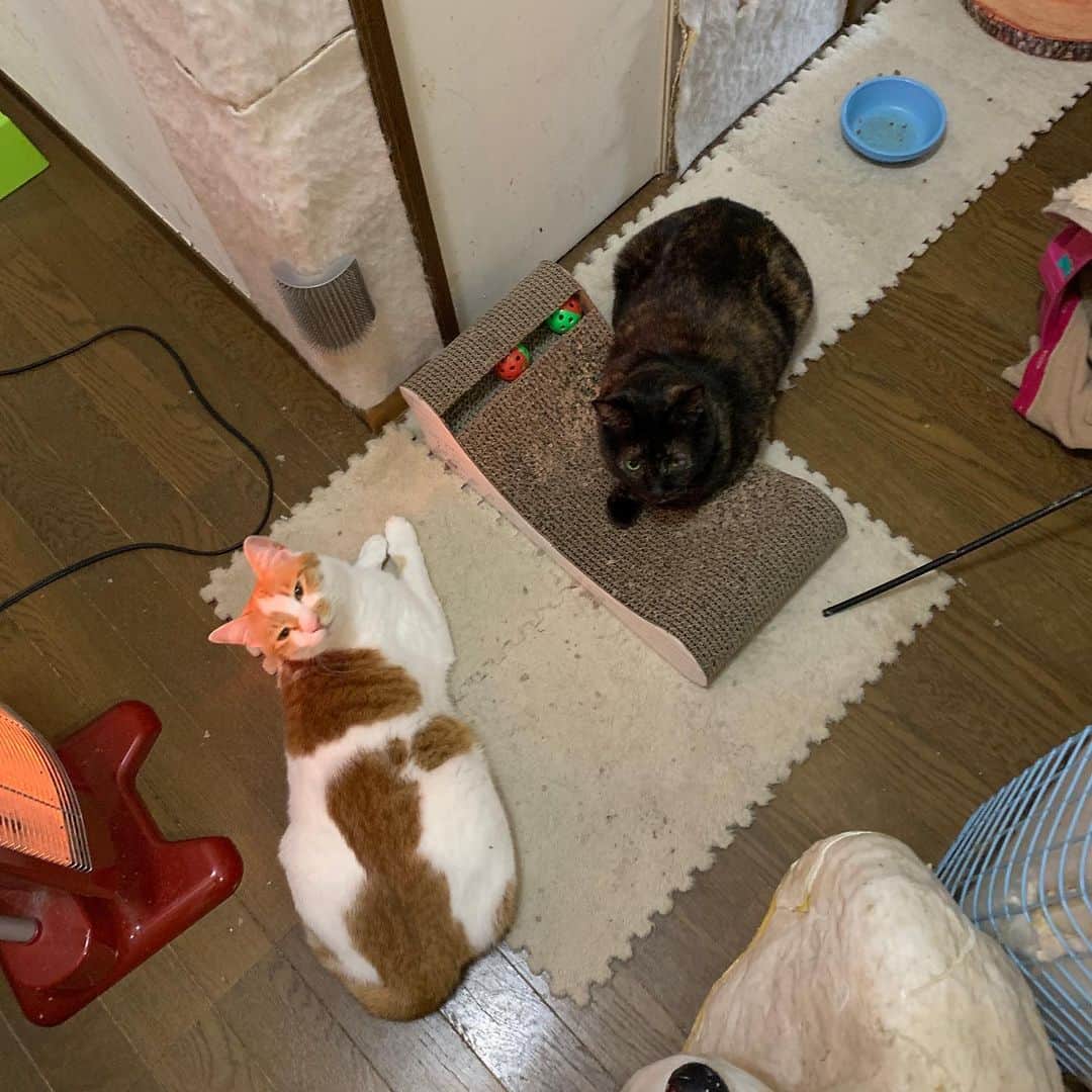 Kachimo Yoshimatsuさんのインスタグラム写真 - (Kachimo YoshimatsuInstagram)「二人で廊下しゅとーぶ集会やってた。 #うちの猫ら #猫 #hijiki #oinari #ねこ #cat #ネコ #catstagram #ネコ部 http://kachimo.exblog.jp」2月13日 12時09分 - kachimo