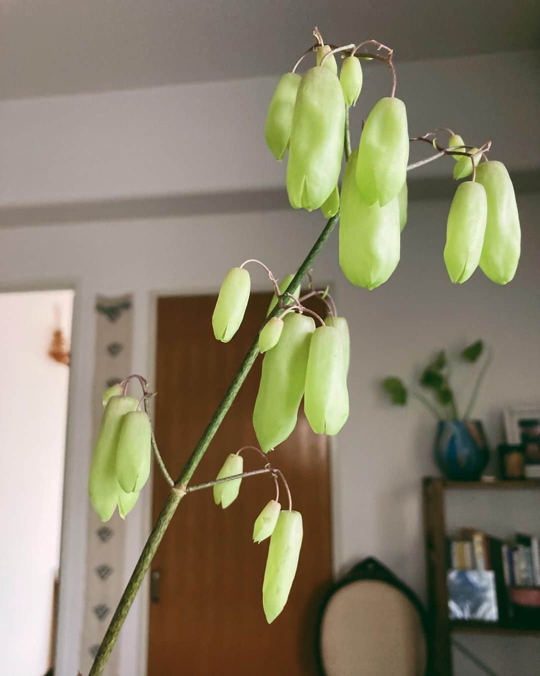松田珠希のインスタグラム：「不思議な植物🌏 #植物　#花　#beautiful」