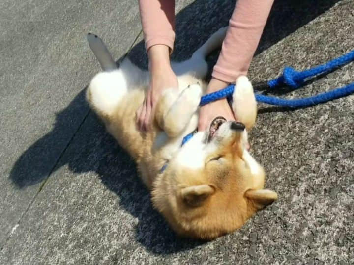 柴犬たま Shibainu Tamaのインスタグラム