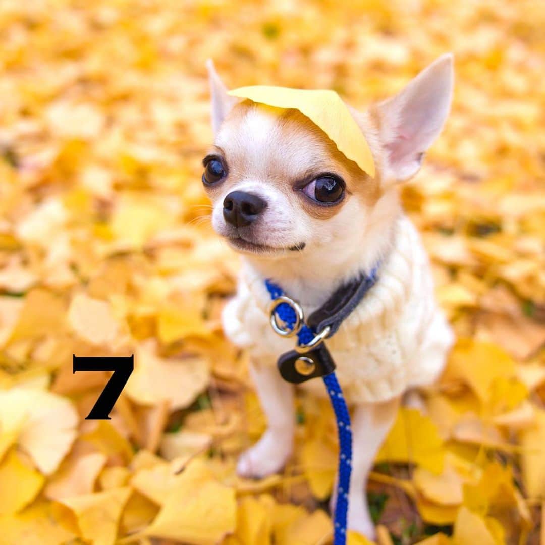 Kiyoのインスタグラム：「♔ Miko ♔ @yukiemukai クッキーちゃんの 18歳のお誕生日まであと7日です ♔ 今日はとっても暖かいですね 皆さま素敵な週末をお過ごしください😊 ♔ #puppy#puppies#puppiesofinstagram#dogs#dogsofinstagram#dogstagram#doglover#dogsofinstaworld#dog_features#instadog#instagramdogs#ilovemydog#chihuahua#chihuahuasofinstagram#chihuahualove#chihuahualife#dogsofbark#weeklyfluff#barked#animalsco#IGersJP#instagramjapan#todayswanko#pecoいぬ部#チワワ部#チワワ#スムチー#decocoの子はみんな可愛すぎる#クッキー親分応援団 ♔」